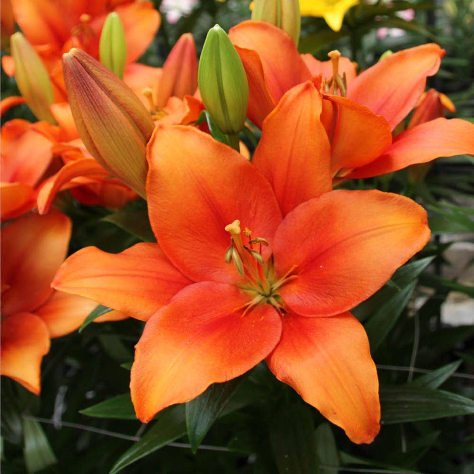 Yougarden Amber Lily ' Waves' X 20 Bulbs