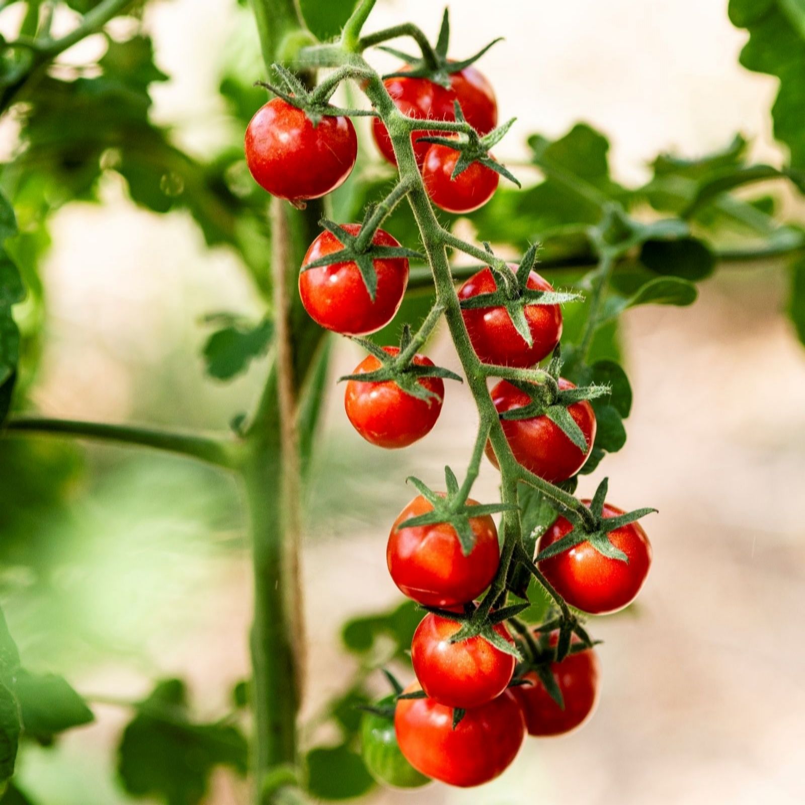 Thompson & Morgan Tomato Meltaway 9Cm Pot X 3