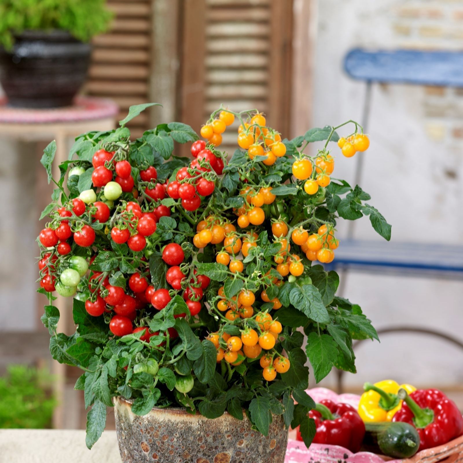 Thompson & Morgan Red/Gold Suttons Tomato Sweet And Sturdy 2 Litre Pot X1