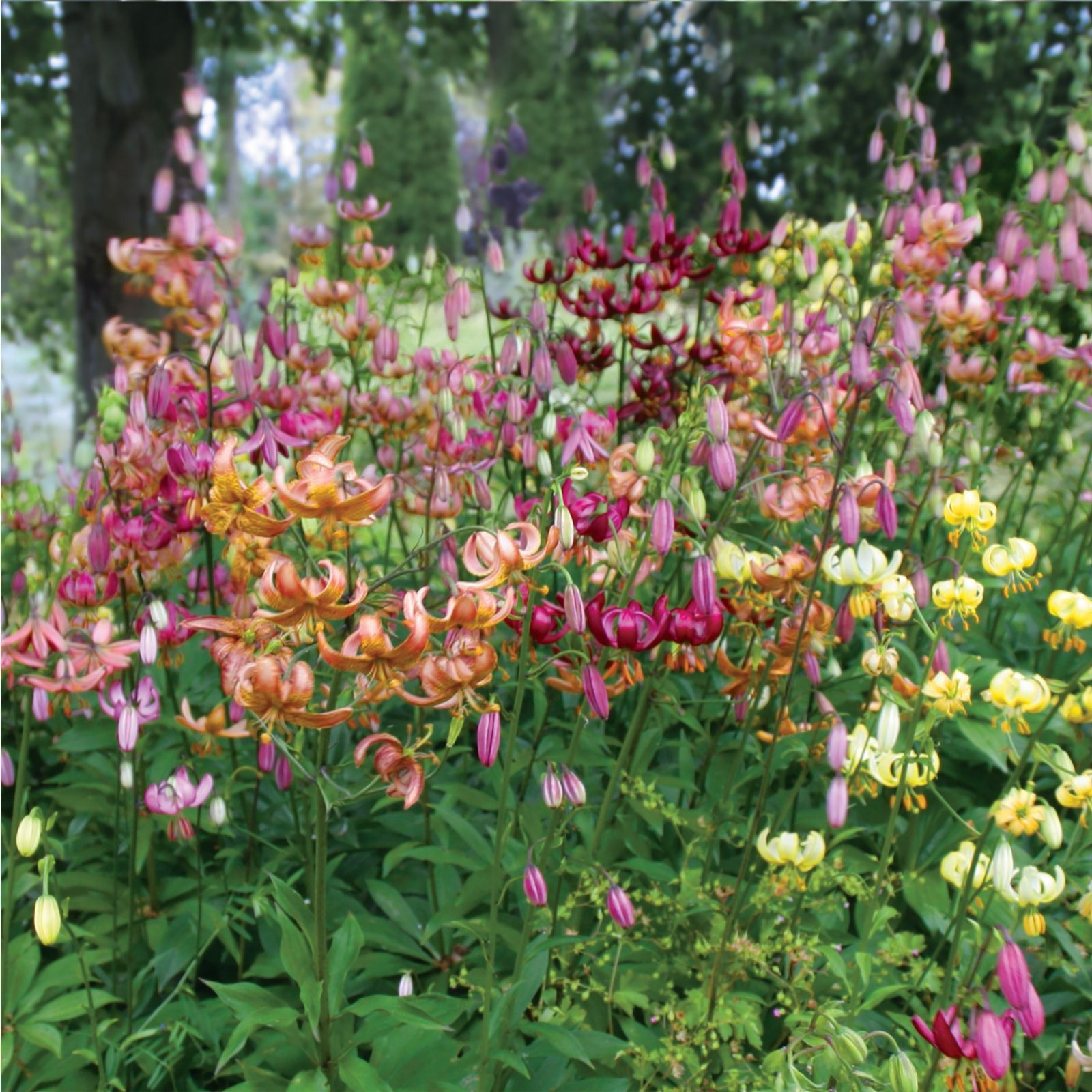 De Jager Magnificent Giant Martagon Lily Bulbs X 5