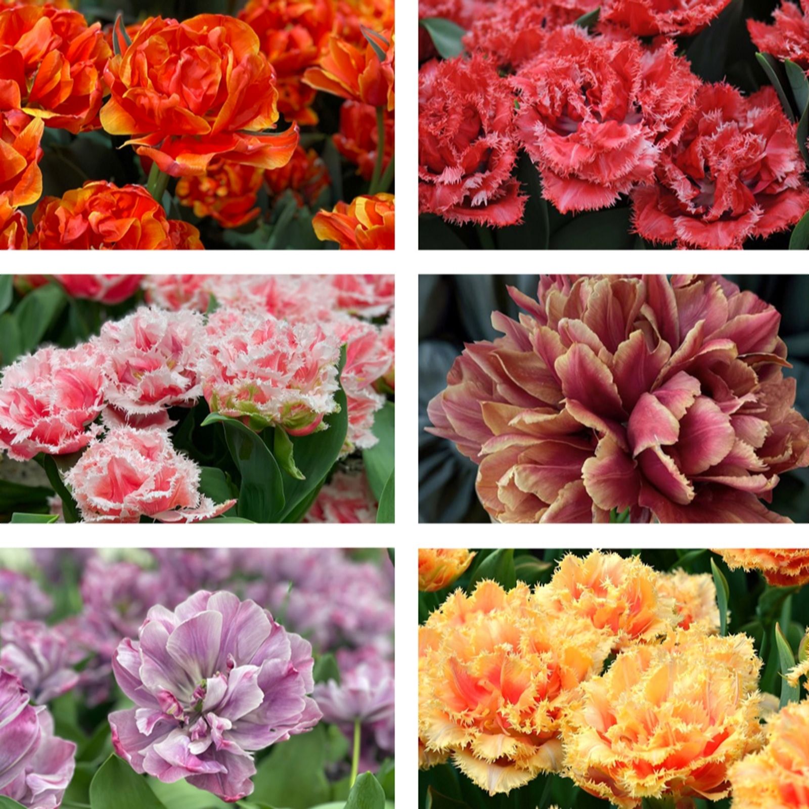 Thompson & Morgan Tulip Doubles Collection 30 Bulbs