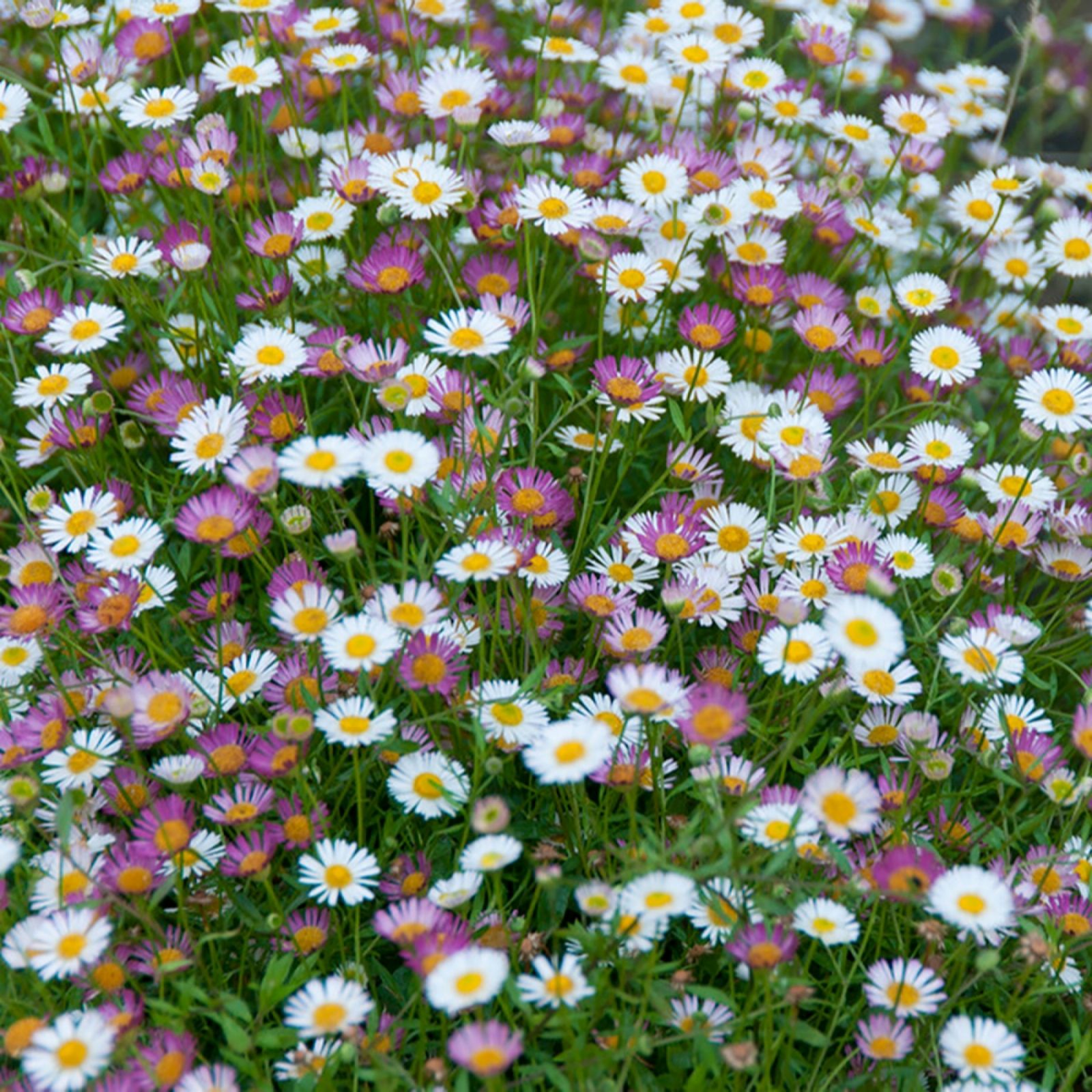 Yougarden White/Purple Mexican Fleabane (Erigeron) 9Cm Pots X3