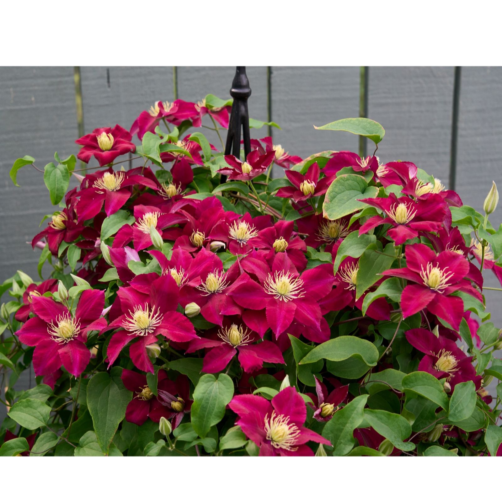 Hayloft Plants Red Raymond Evison Clematis Elpis 3X 7Cm
