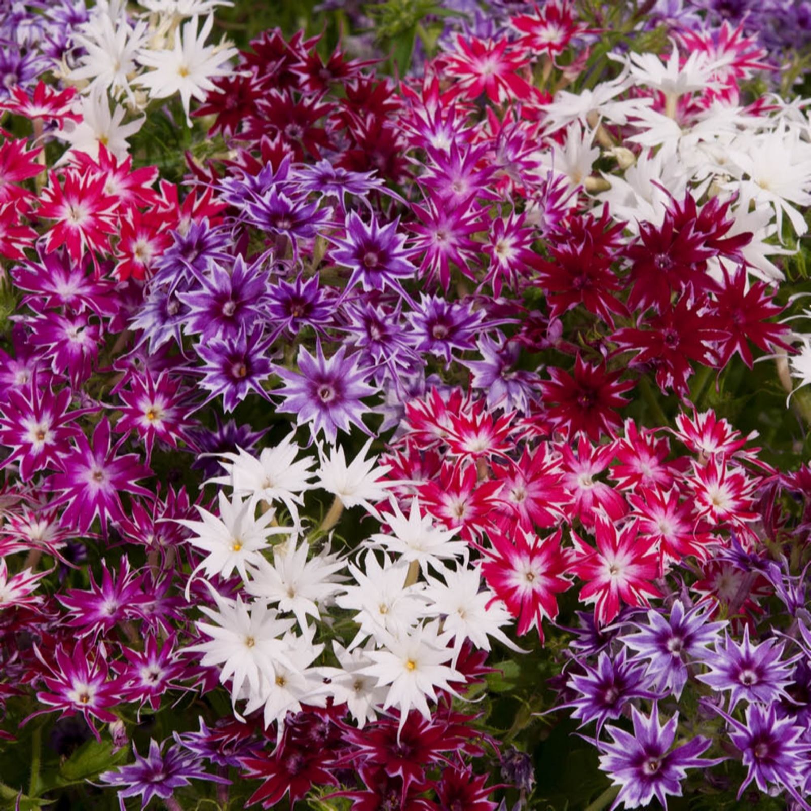 Yougarden White/Purple/Red Phlox 'Pop Stars Mix' Plug Plants X12