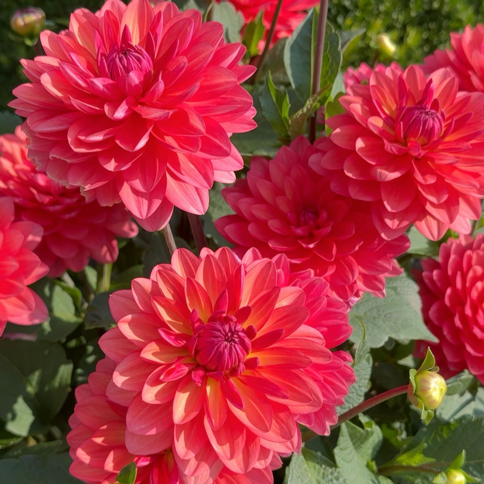 Richard Jackson Coral/Pink Dahlia 3 Litre