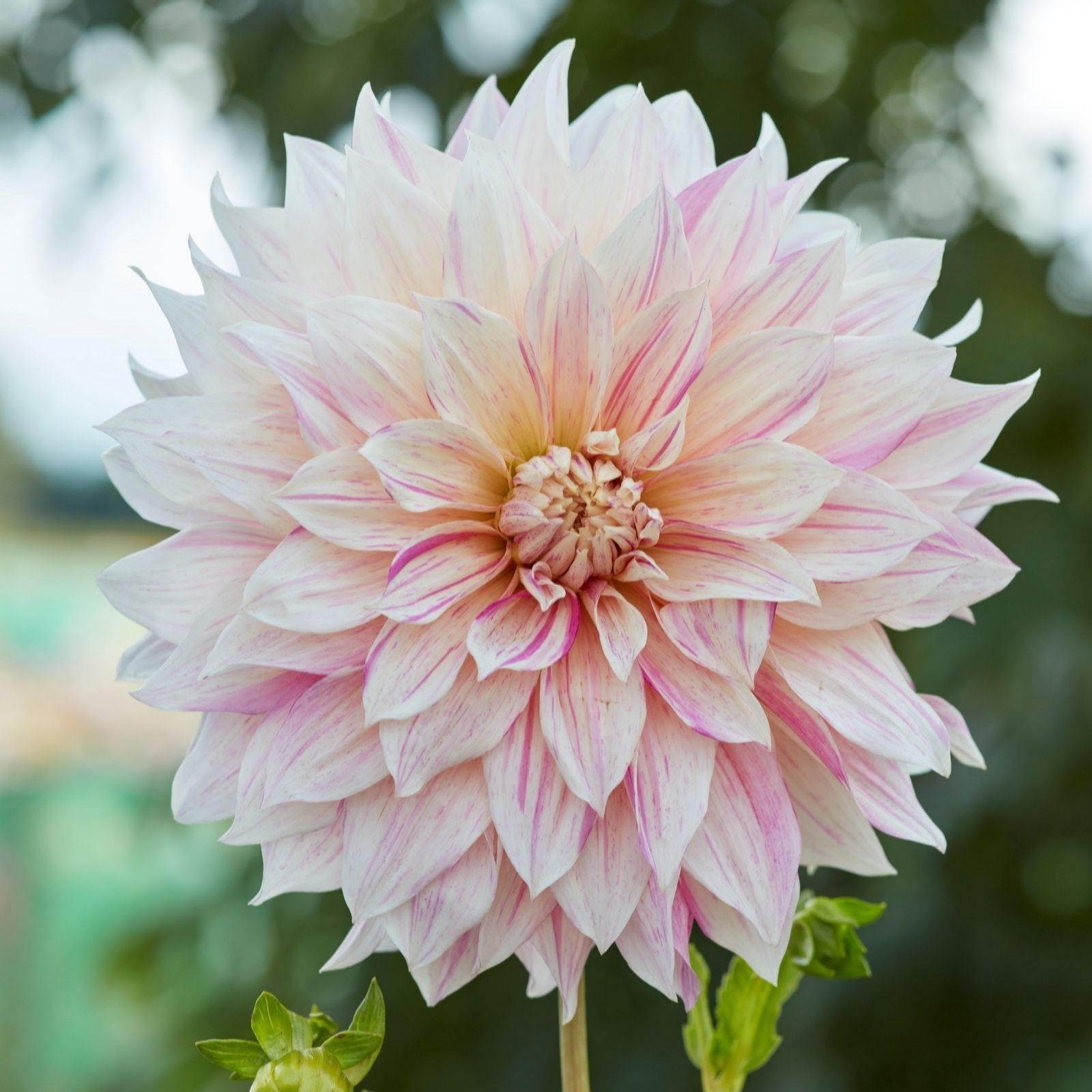 Thompson & Morgan Cafe Au Lait Dahlia Showstoppers 3 Litre Pot X1