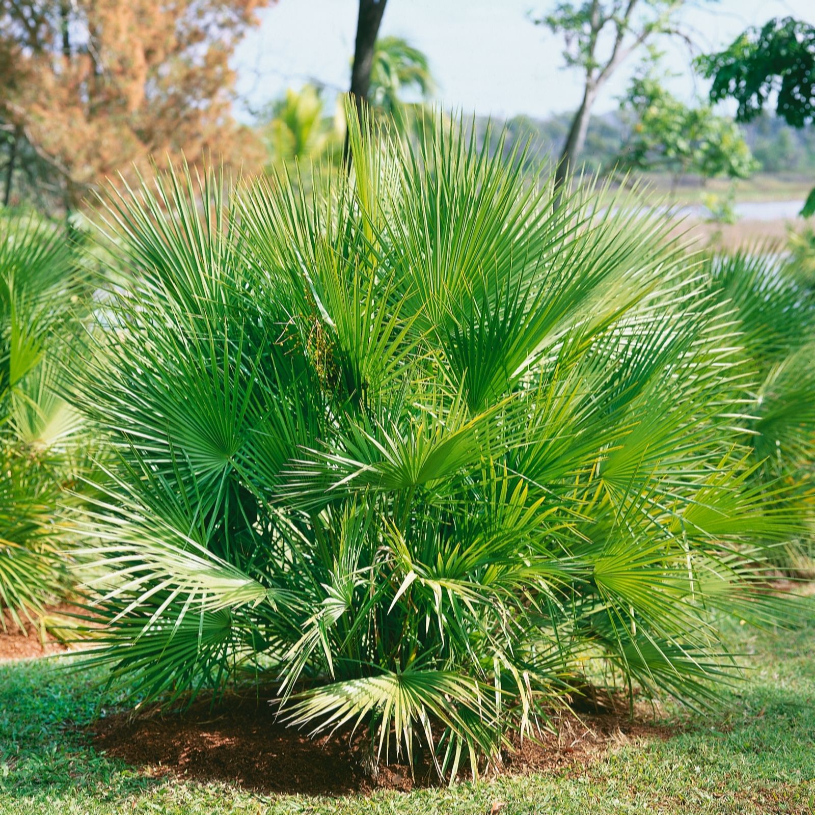 Plants2Gardens Chamaerops Humilis 5L