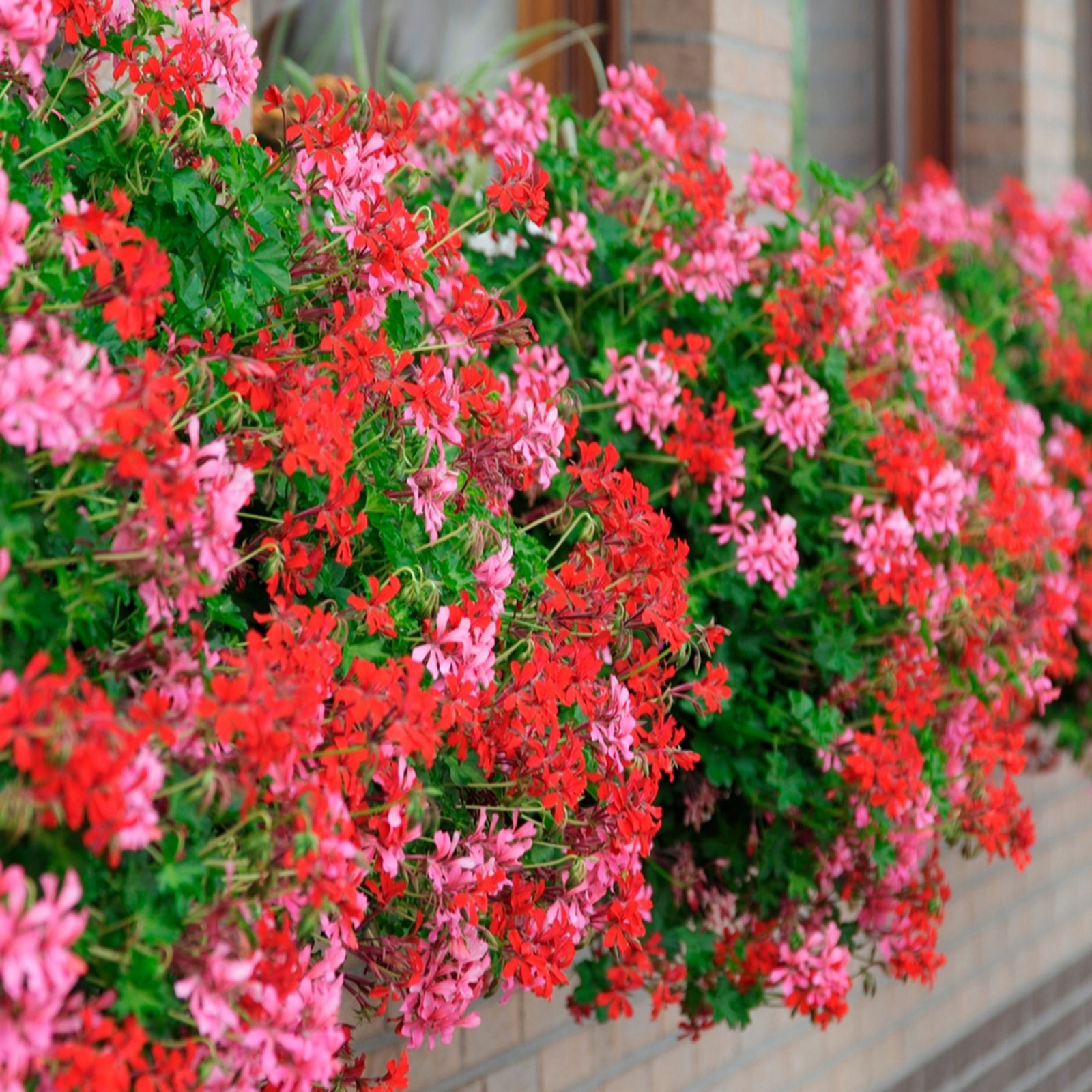 Yougarden Red/Pink/White Geranium Decora Balcony Mix Plug Plants X24