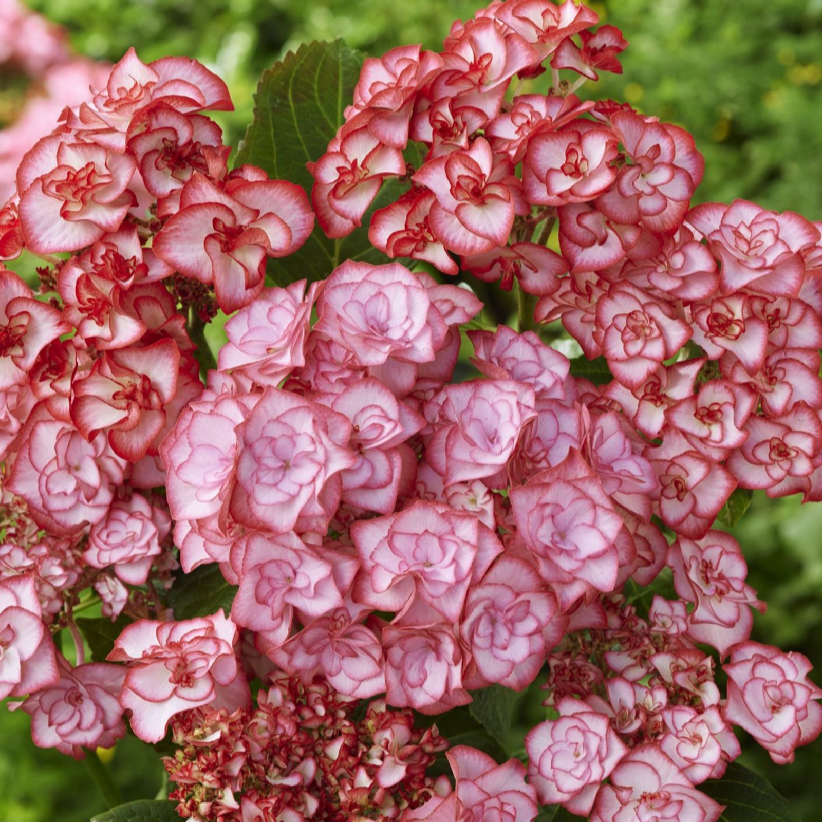 Thompson & Morgan Hydrangea Yulika 3 Litre Pot x 1