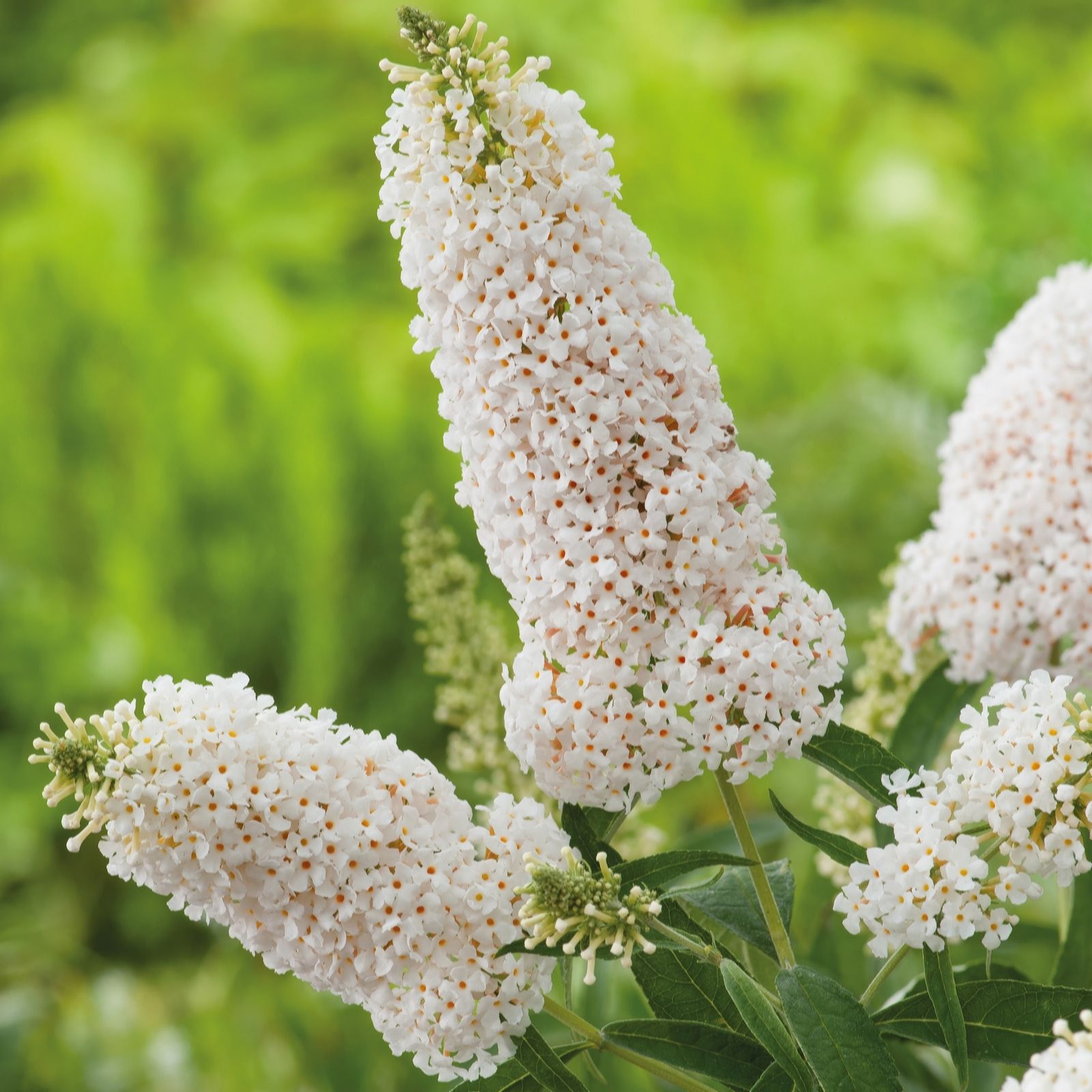Richard Jackson White Buddleja Summer Lounge Swan 2.3L Pot