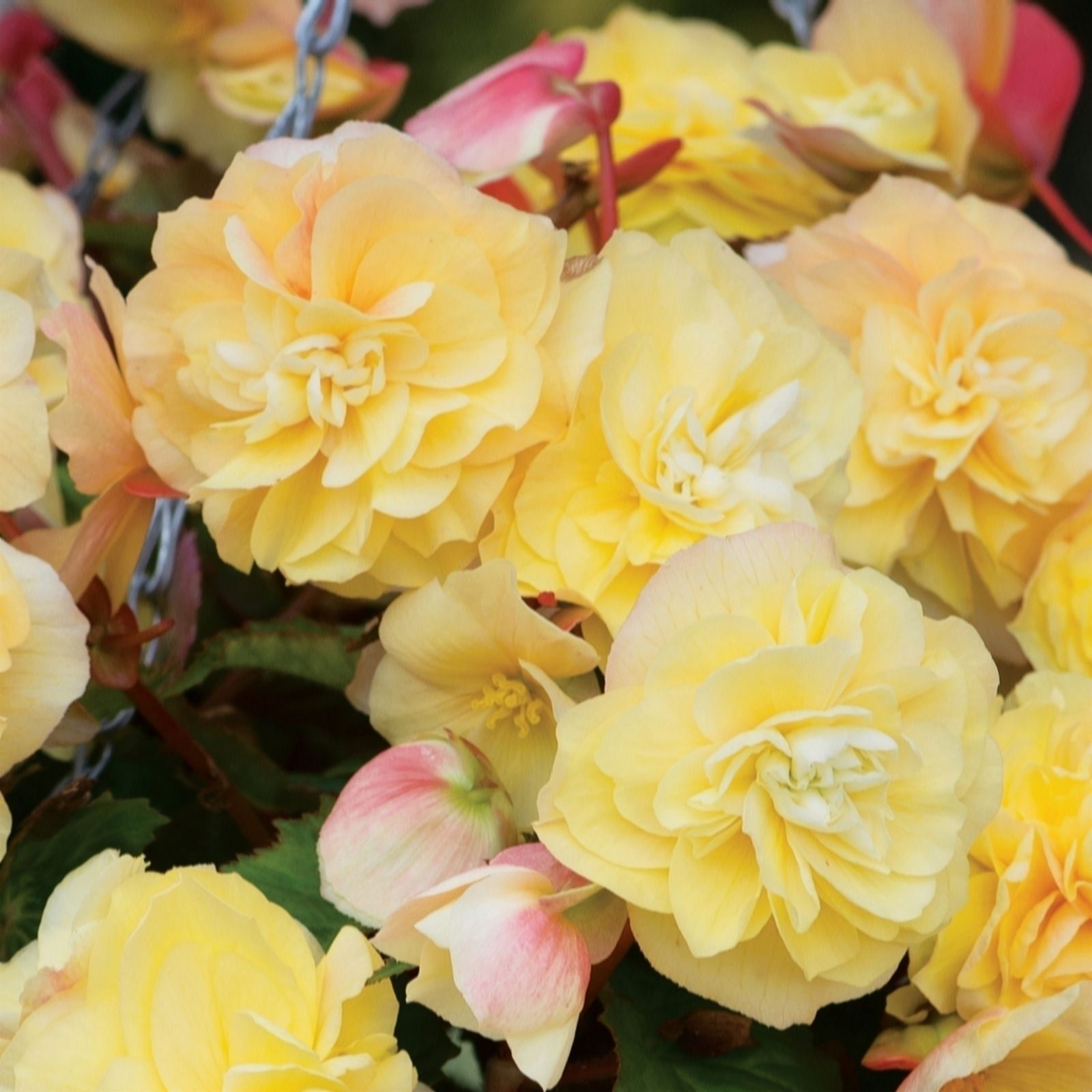 De Jager Gloriously Scented Kerley Begonias X6