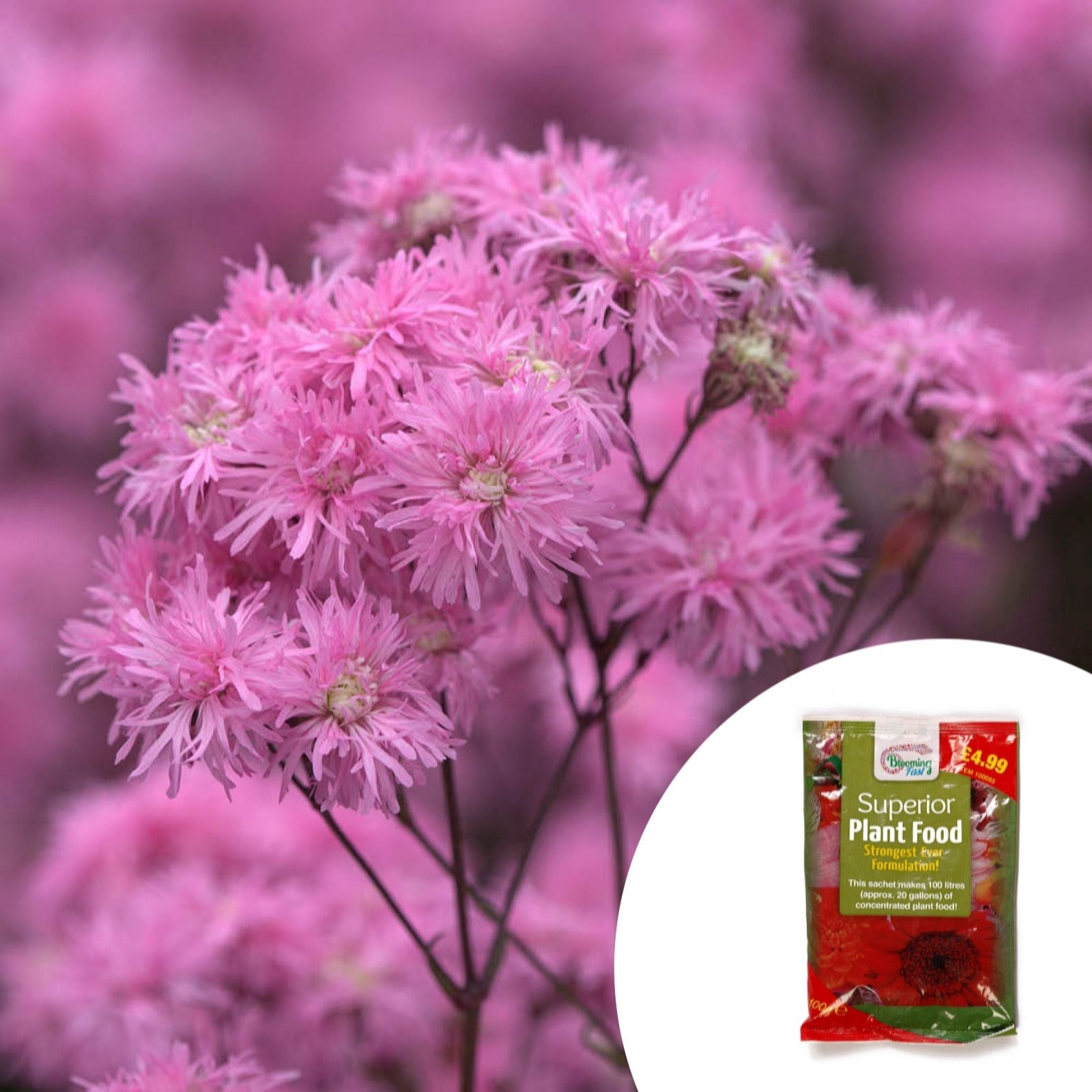 Yougarden Pink Lychnis 'Petite Jenny' In 9Cm Pots X3 & 100G Fertiliser