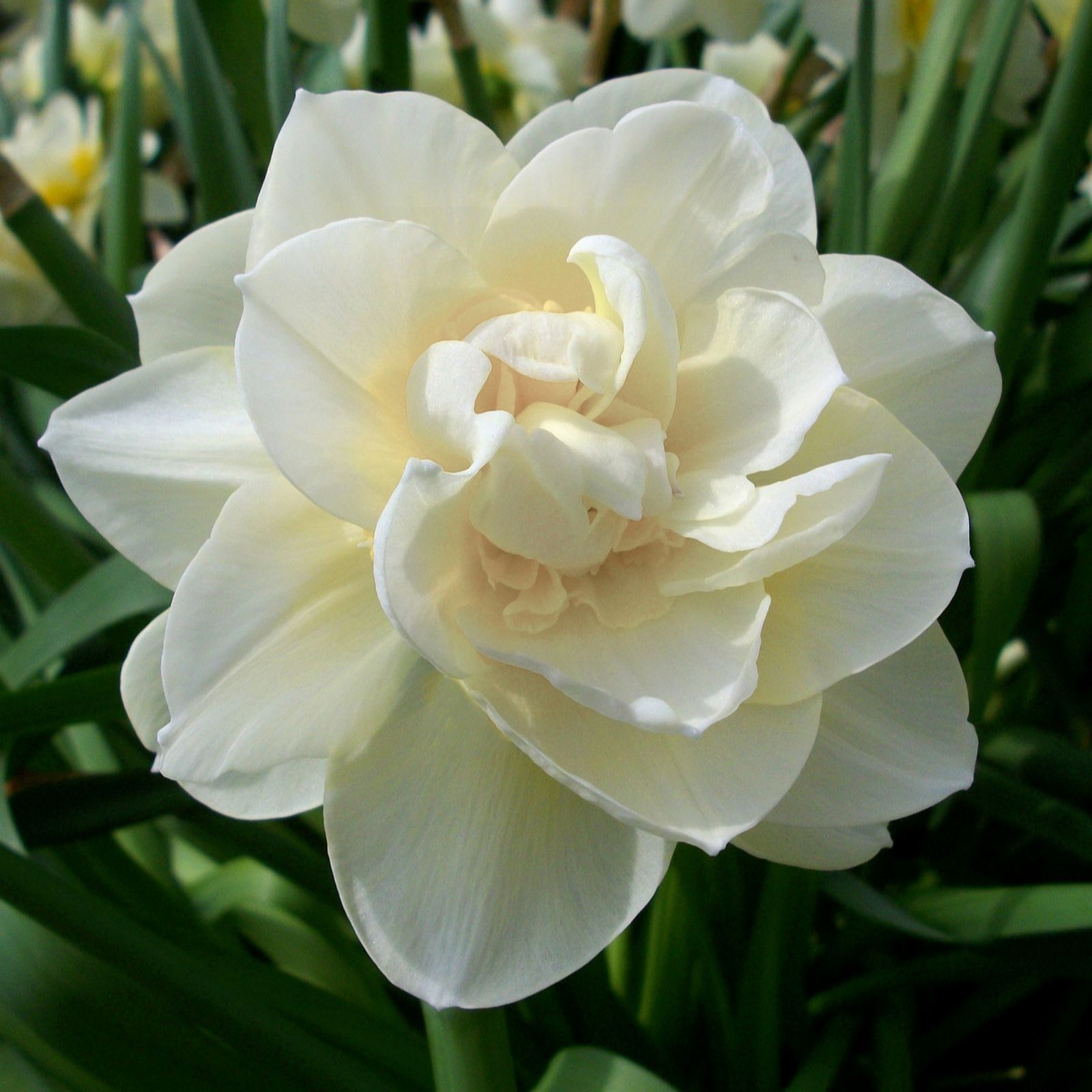 Richard Jackson Cream/White Richard Jackson's Peony Flowered Daffodil 10 X Size 14/16 Bulbs