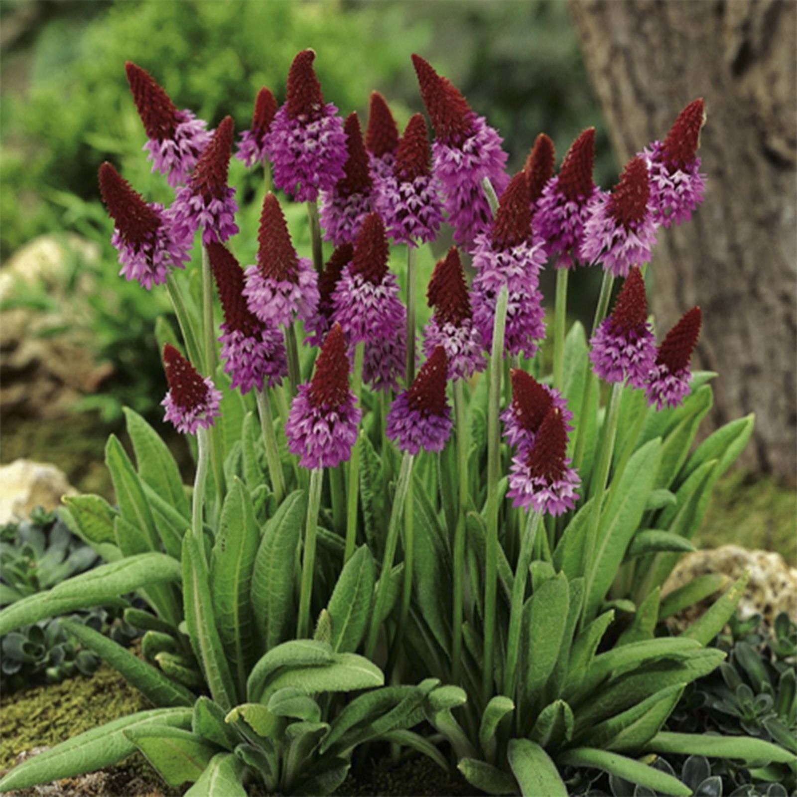 Yougarden Red Hot Poker Primrose 9Cm Pots X3