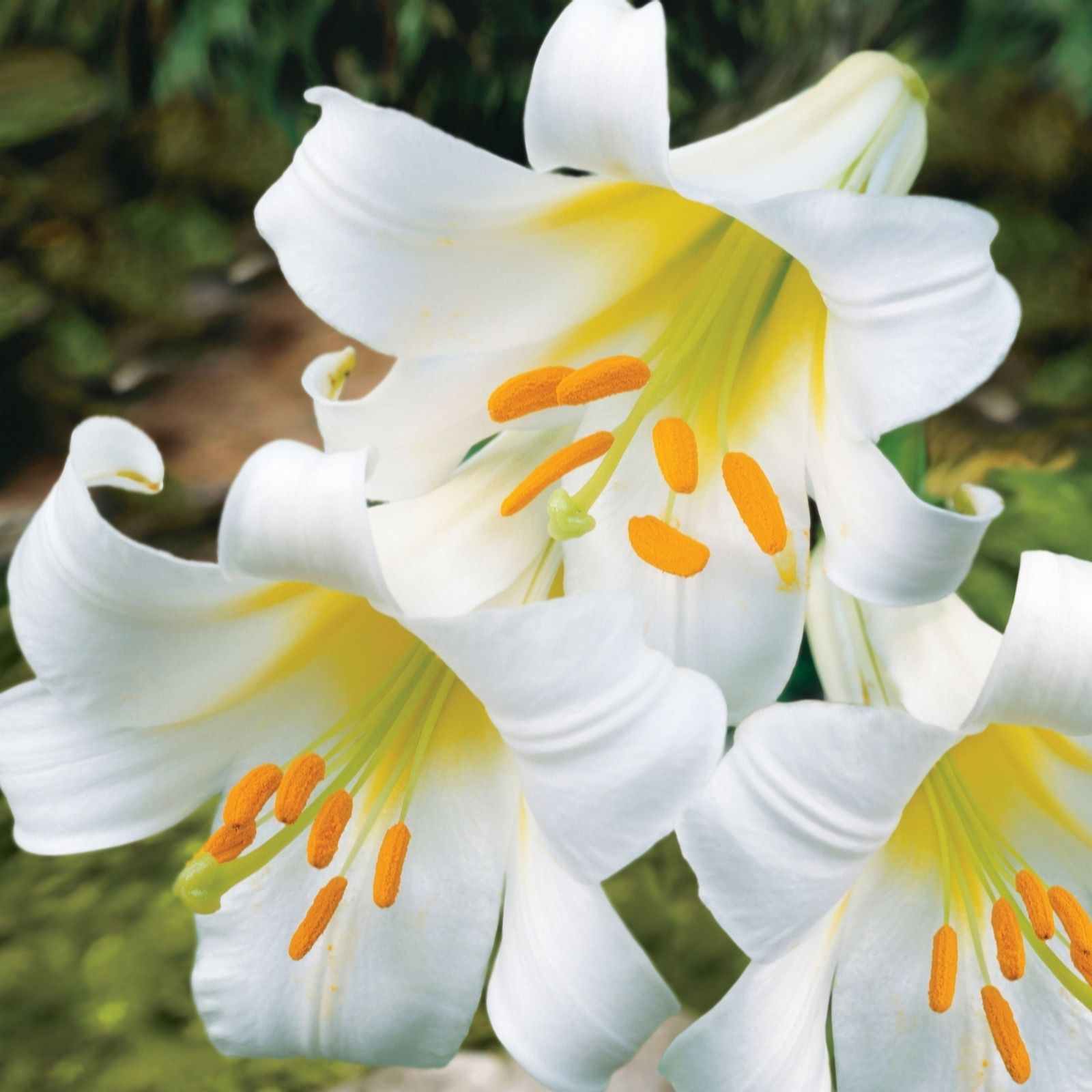 De Jager White Regal Regale Album Lilies X 5