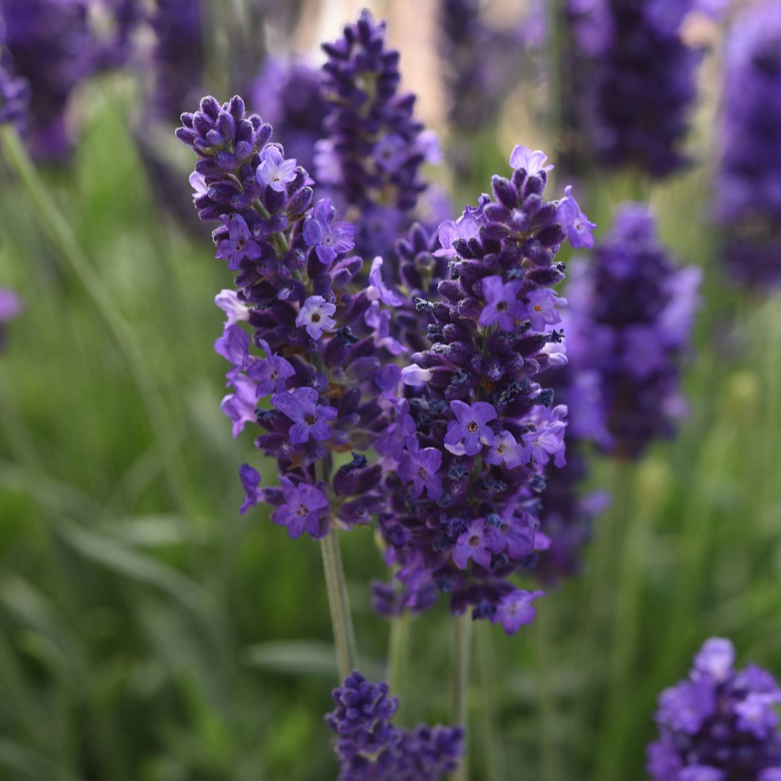 Hayloft Plants Lavender/Blue Spear 5X 1 Litre