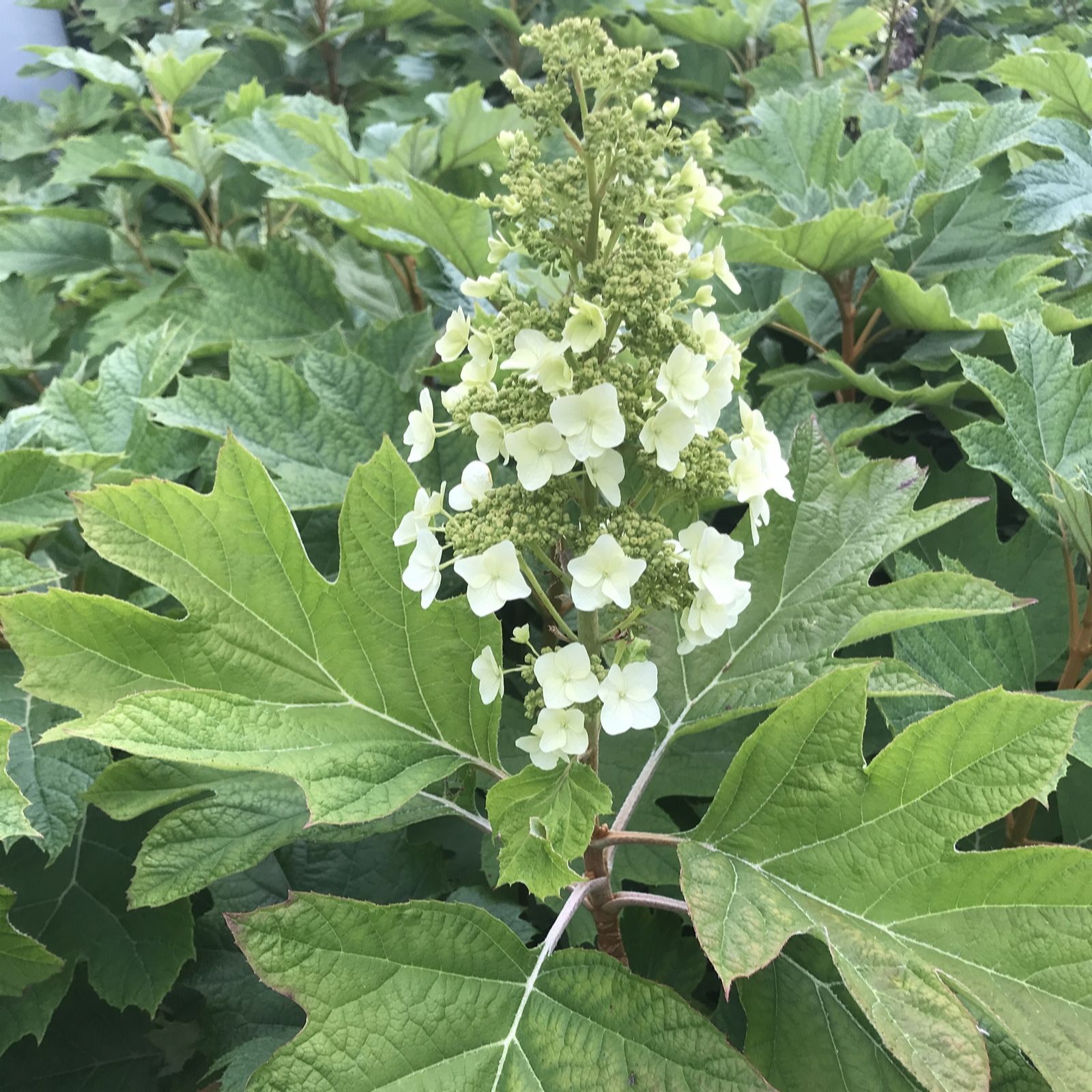 Plants 2 Gardens Green/White/Pink Plants2gardens Hydrangea Quercifolia Jetstream 4.5Ltr