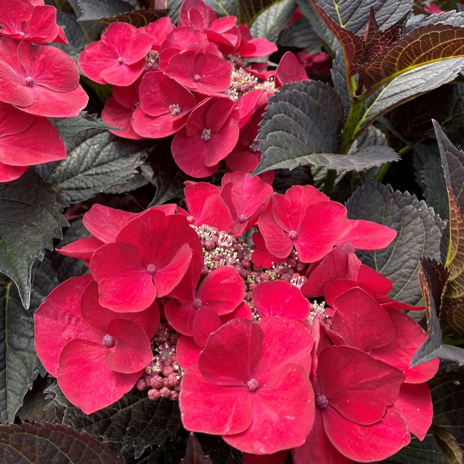 Richard Jackson Dark Hydrangea Zeta Noir 3L Pot
