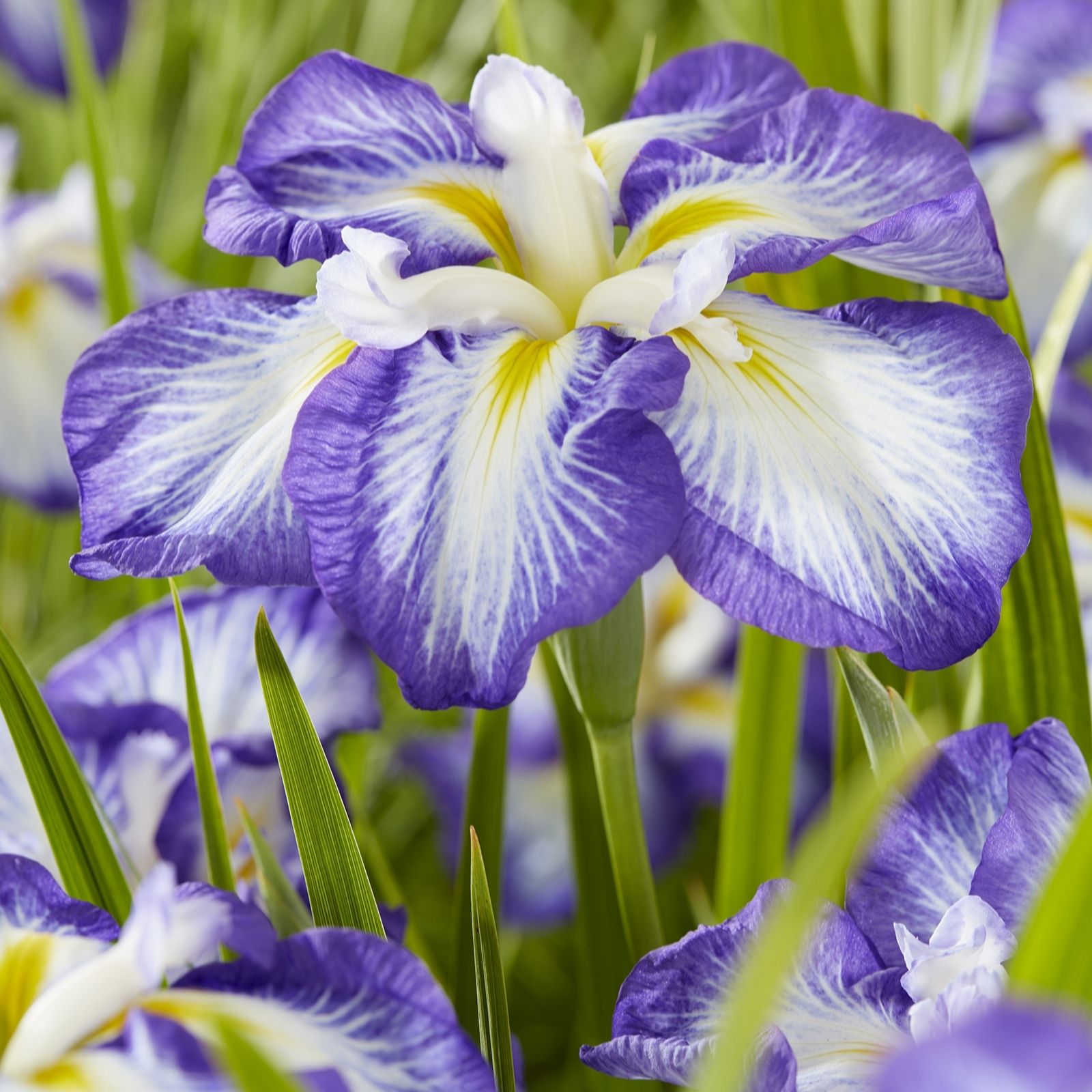 Plants 2 Gardens Plants2gardens Iris Ensata Dinner Plate Collection 3 X Bare Root