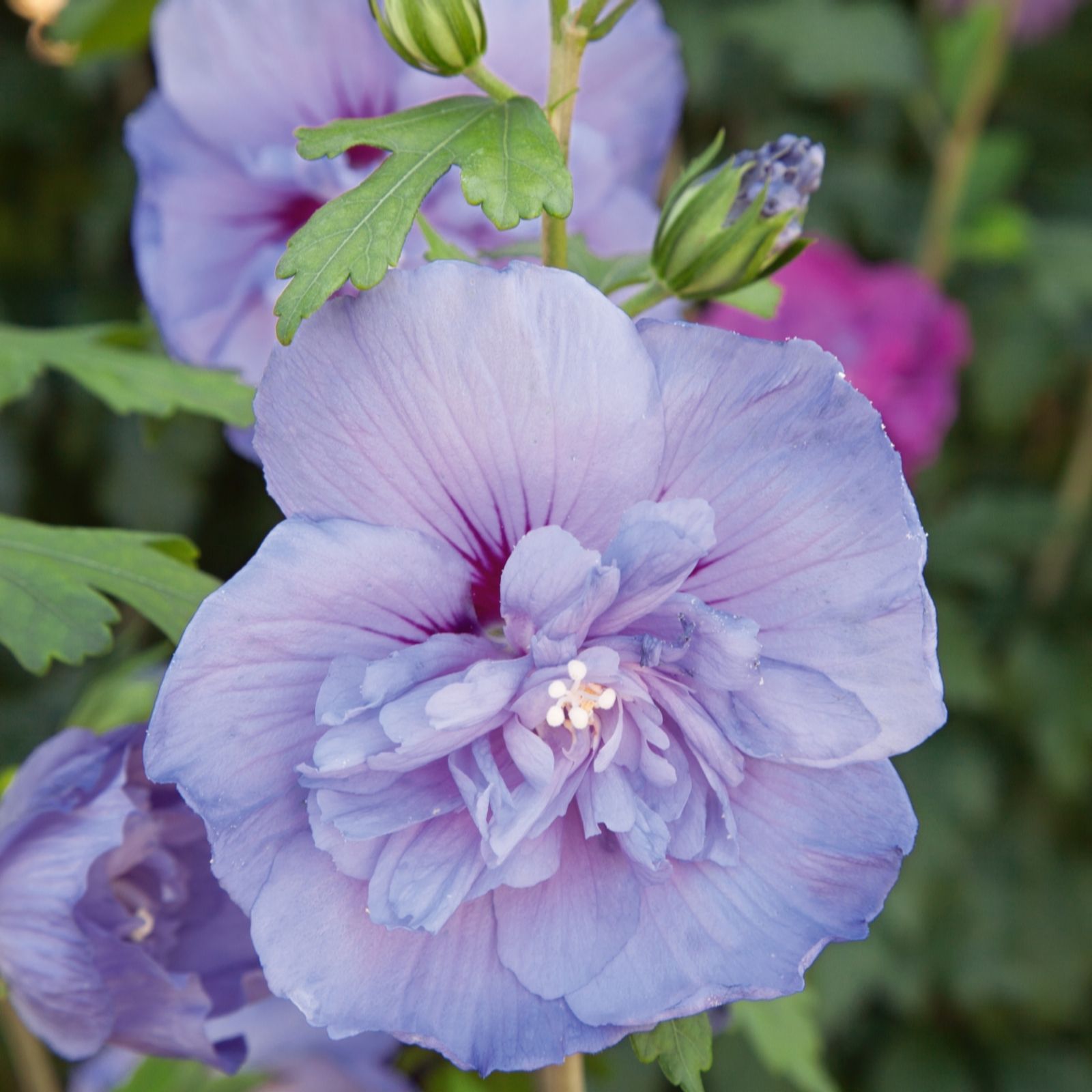 Plants 2 Gardens Blue Plants2gardens Hibiscus In 4.5 Litre Pot