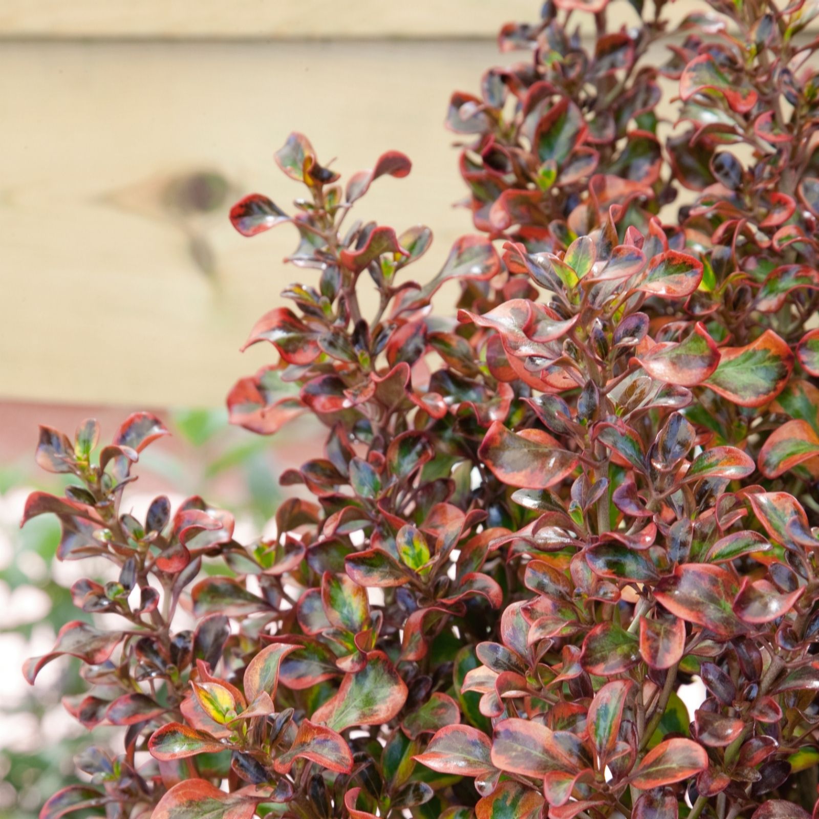 Plants 2 Gardens Green/Yellow Plants2gardens Coprosma Tequilla Sunrise In 4.5 Litre Pot