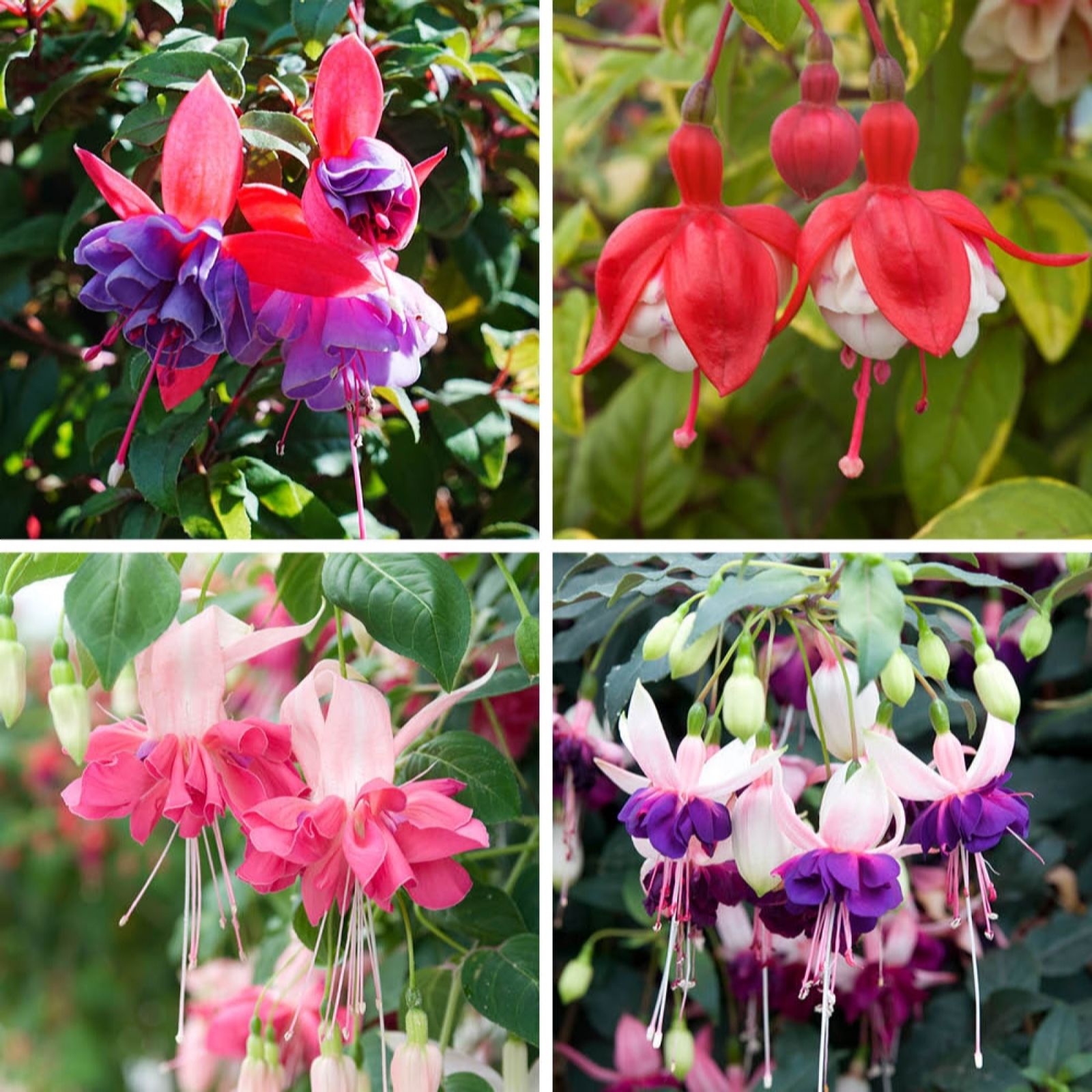 Yougarden Fuchsia Jumbo Flowered Collection Plug Plants X12