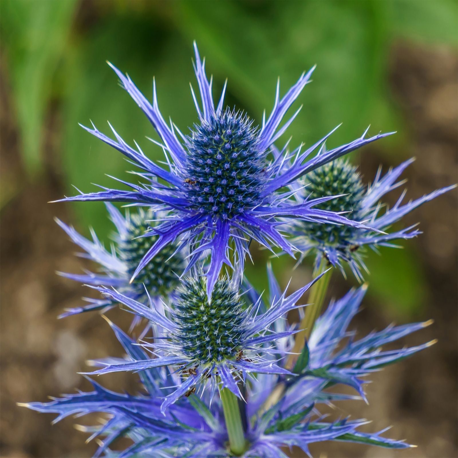 Yougarden Blue Sea Holly (Eryngium) Hobbit 9Cm Pots X3