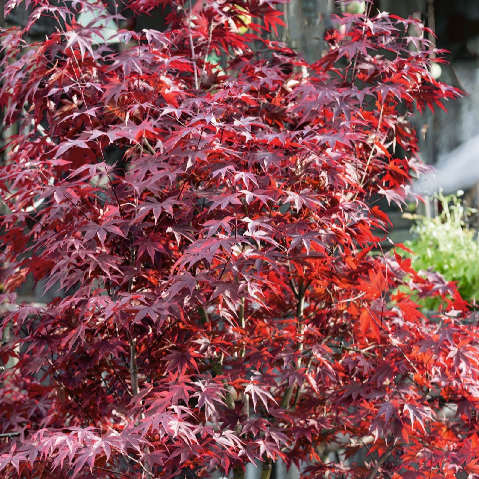 Plants 2 Gardens Red Plants2gardens Acer Skeeters Broom 3Ltr