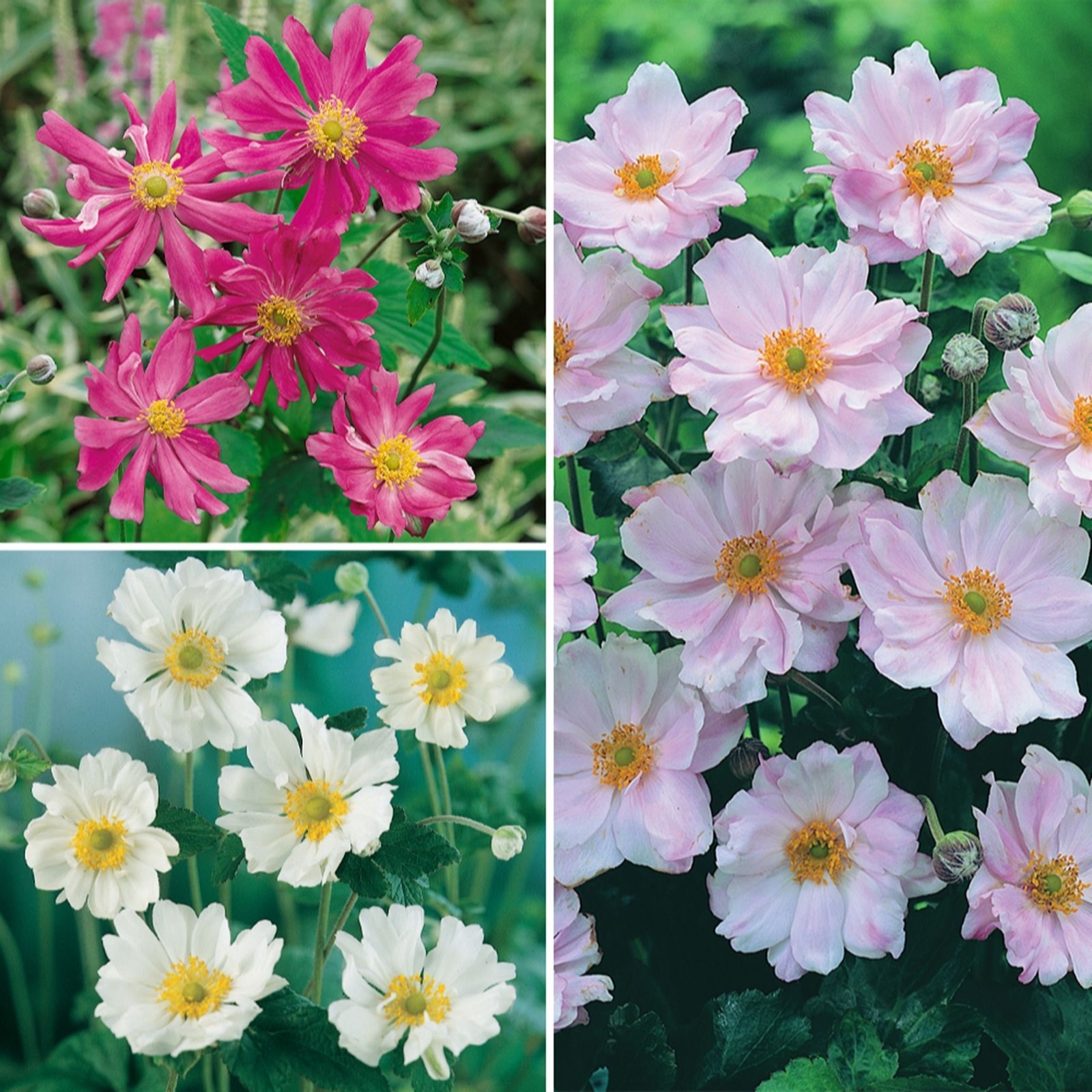Yougarden Green/Pink/White Hardy Japanese Anemone Collection 9Cm Pot X3