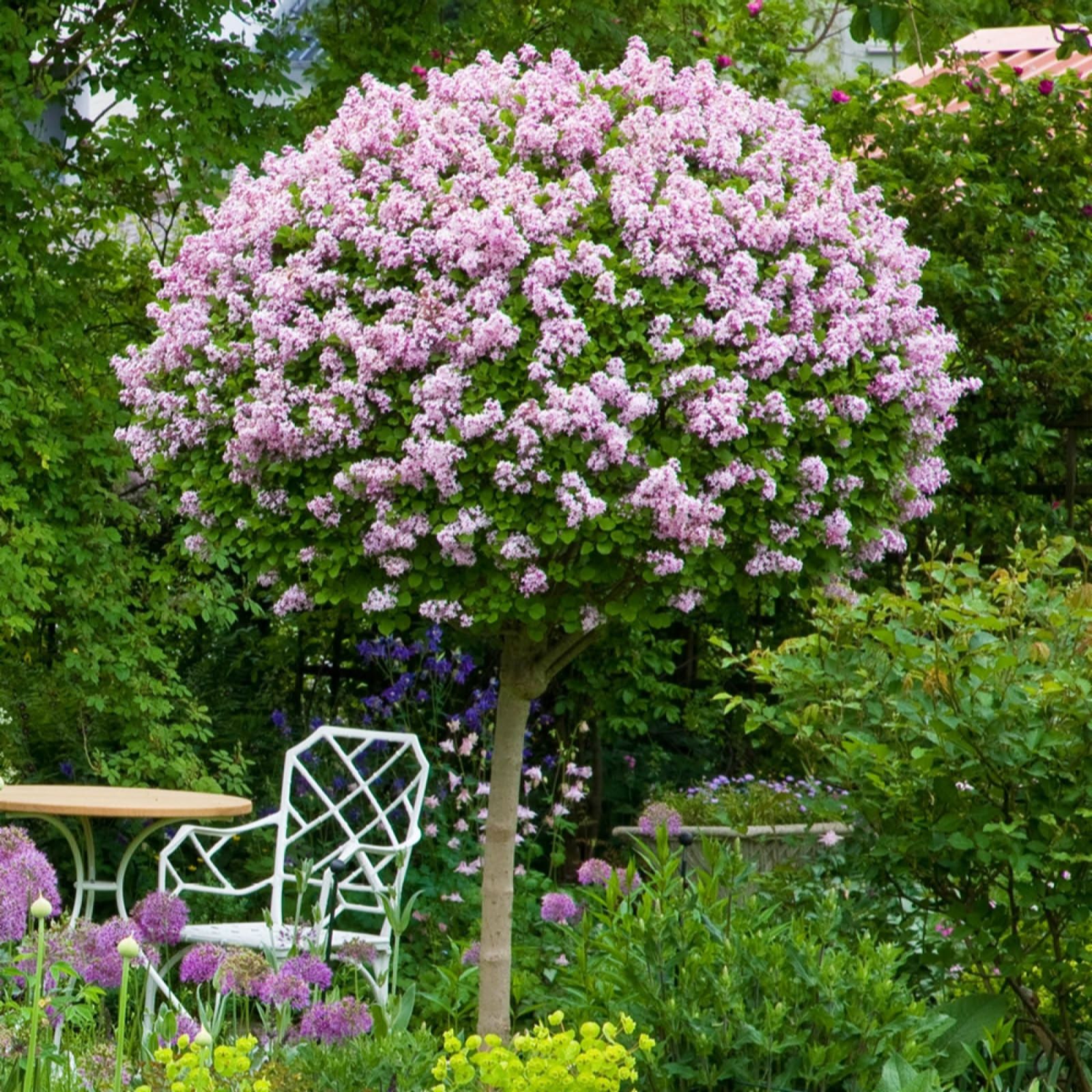 Yougarden Lilac Pair Of Syringa Palibin Standard