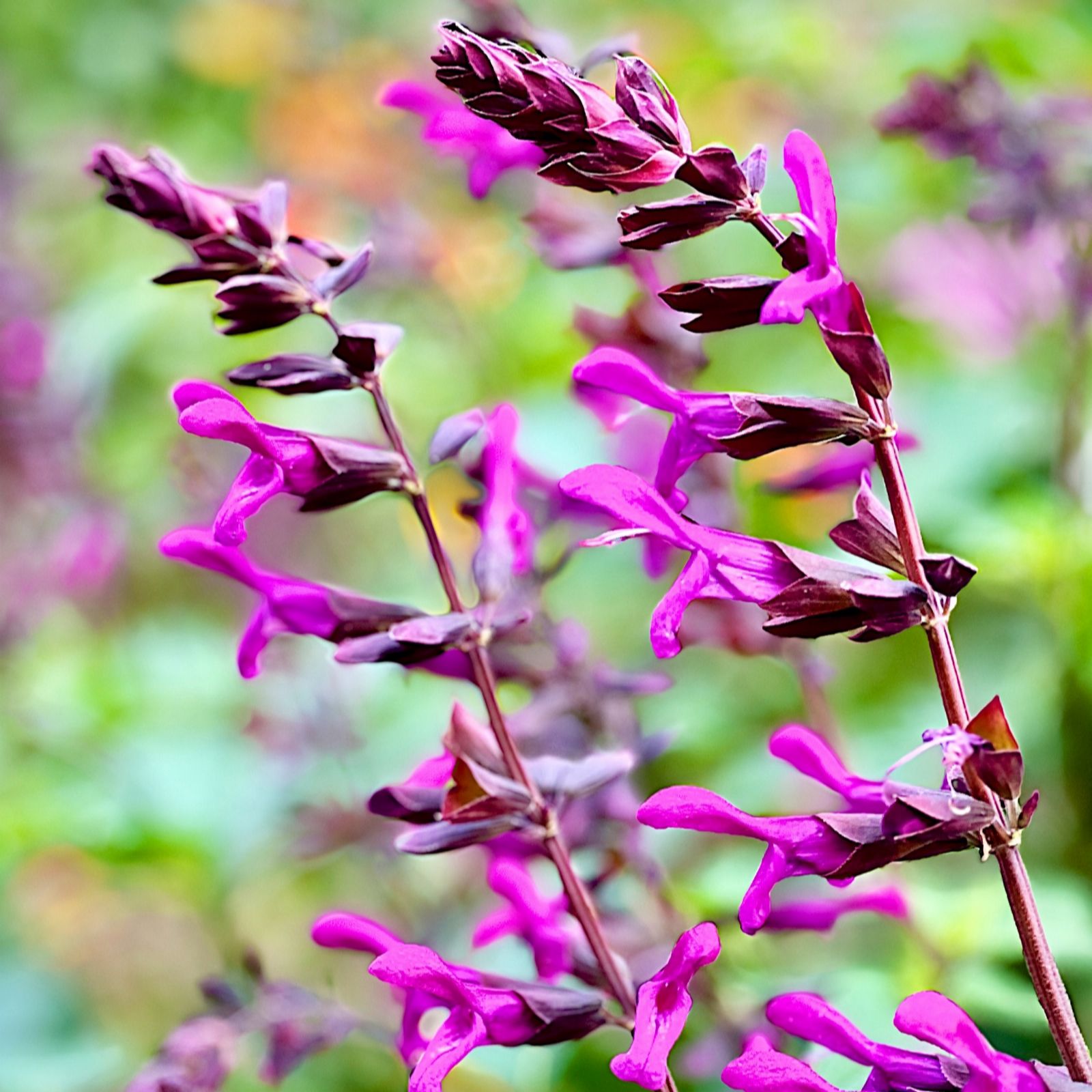 Richard Jackson Salvia Berry Blast 2L Pot