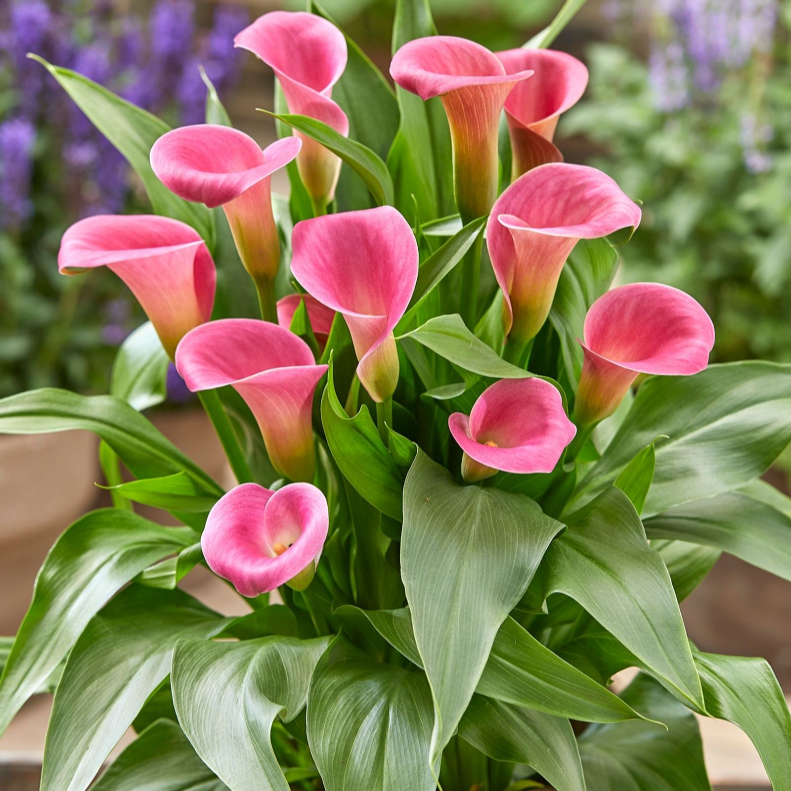 Plants 2 Gardens Pink/White/Purple Plants2gardens Calla Lily Romance Collection 3 X Bulbs