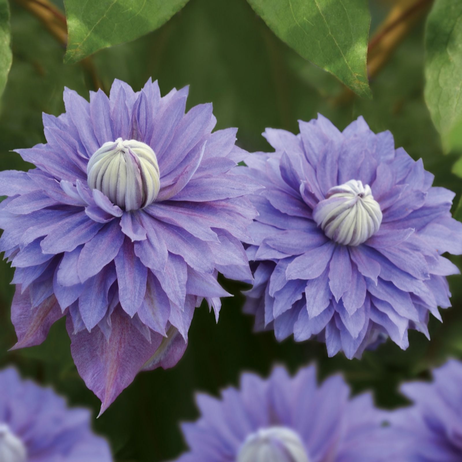De Jager Delightful Double Raymond Evison Clematis X 3
