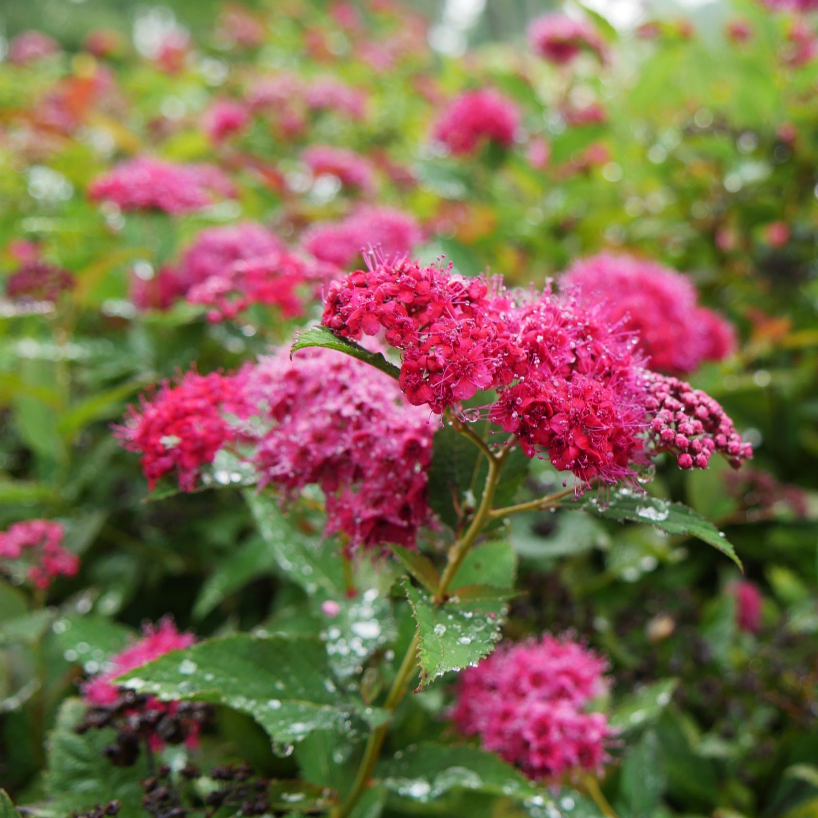 Plants 2 Gardens Red/Green Plants2gardens Spirea Double Play 4.5L