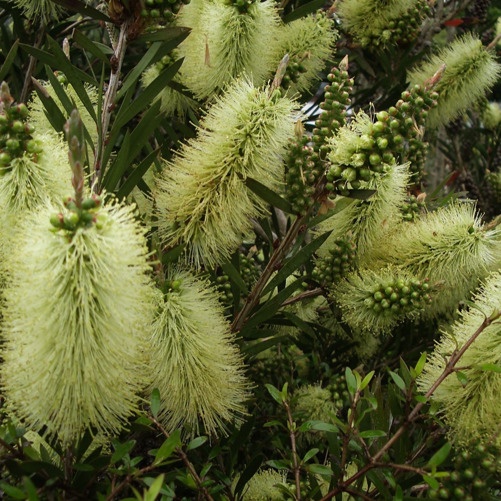 Plants 2 Gardens Yellow/Red Plants2gardens Callistemon Honey Pot 3Ltr