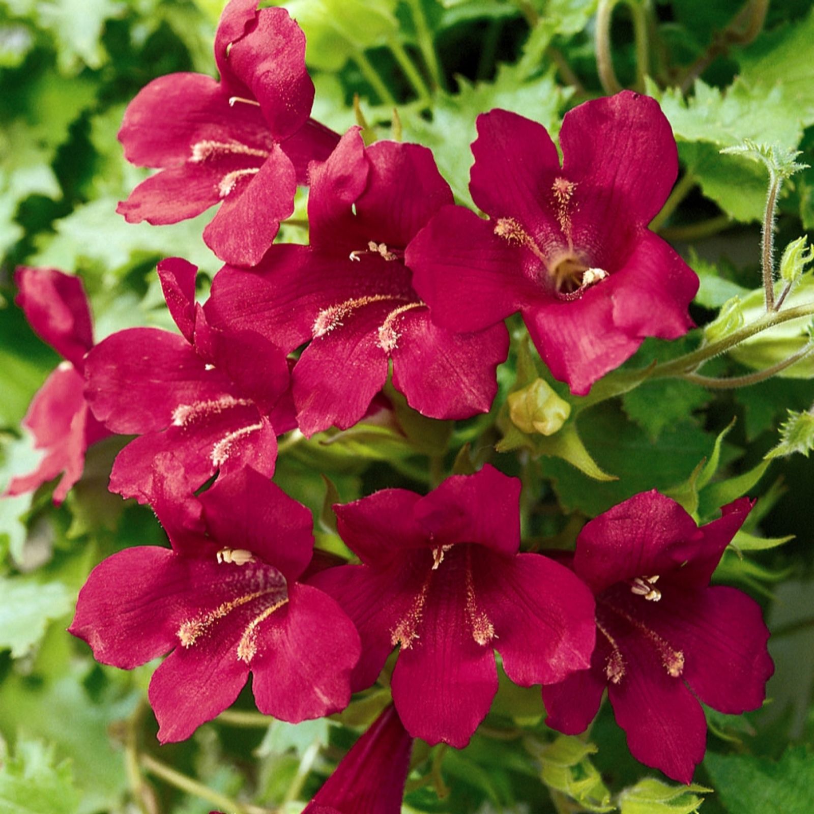 Yougarden Red Lofos Wine Plug Plants X12