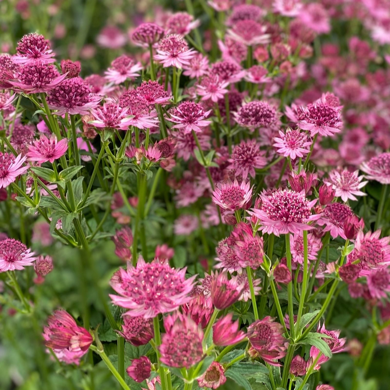 Richard Jackson Pink Astrantia Roma 1X 3 Litre Pot