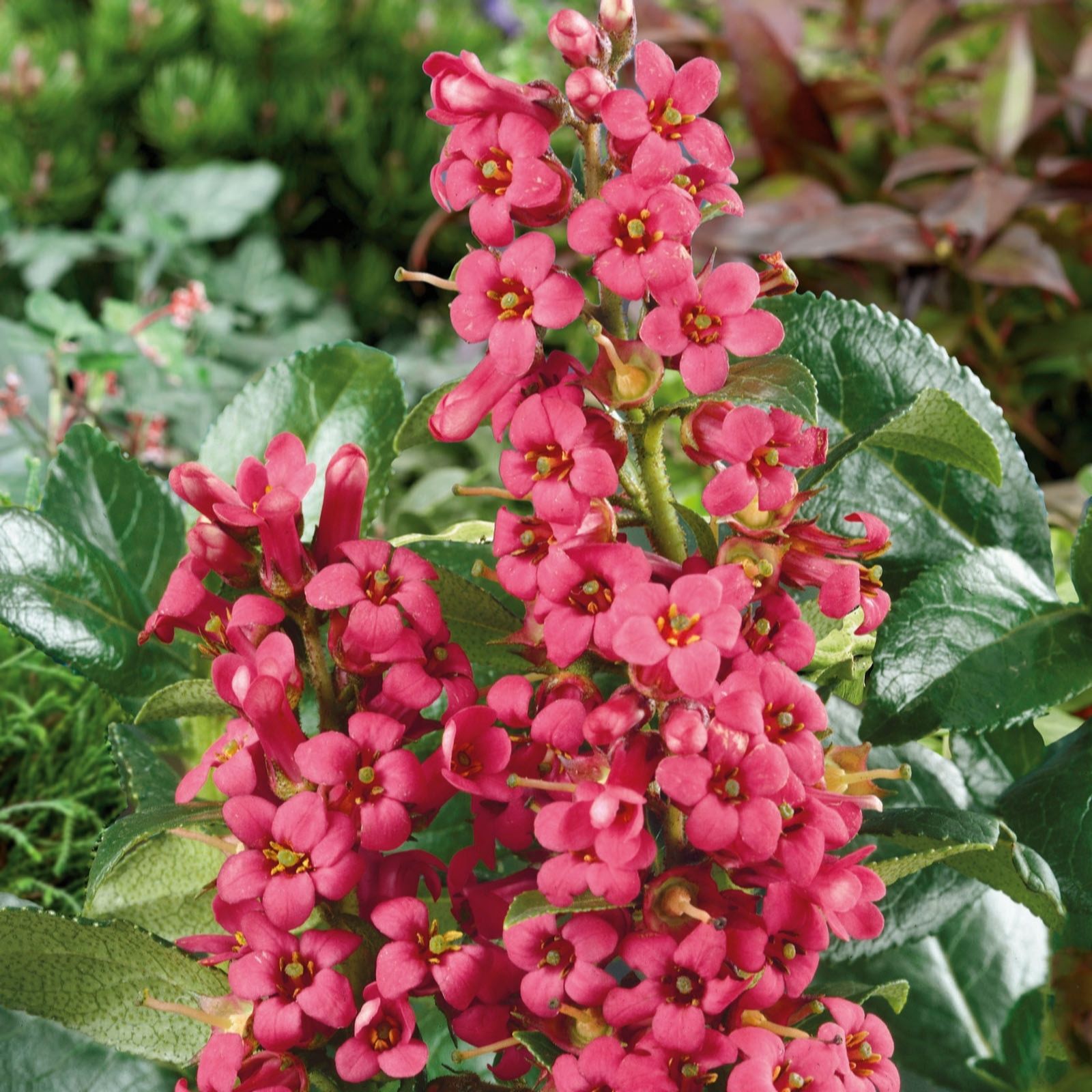 Plants 2 Gardens Red Plants2gardens Escallonia Dream 4.5Ltr