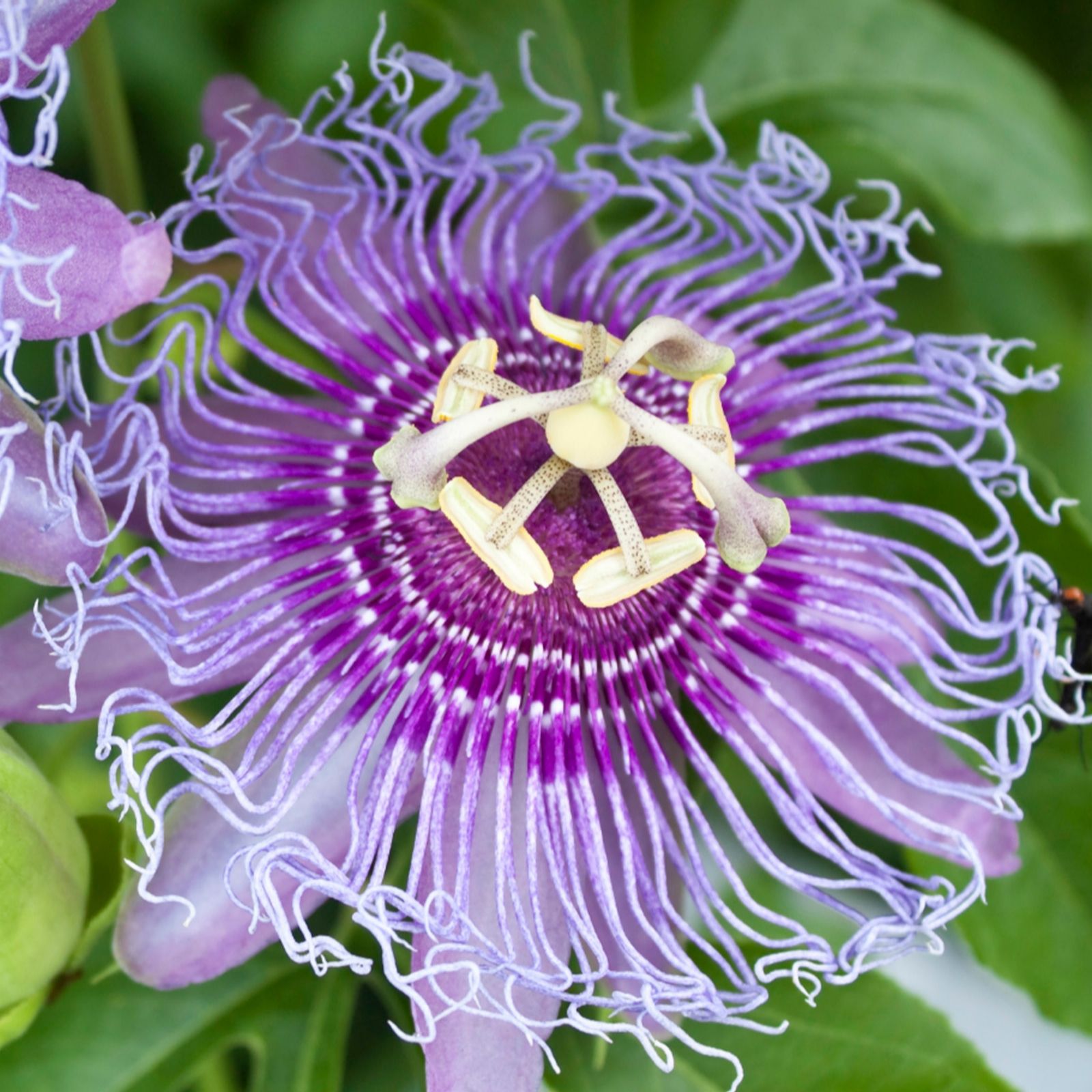 Richard Jackson Purple Passiflora Cool Tropics 3L Pot