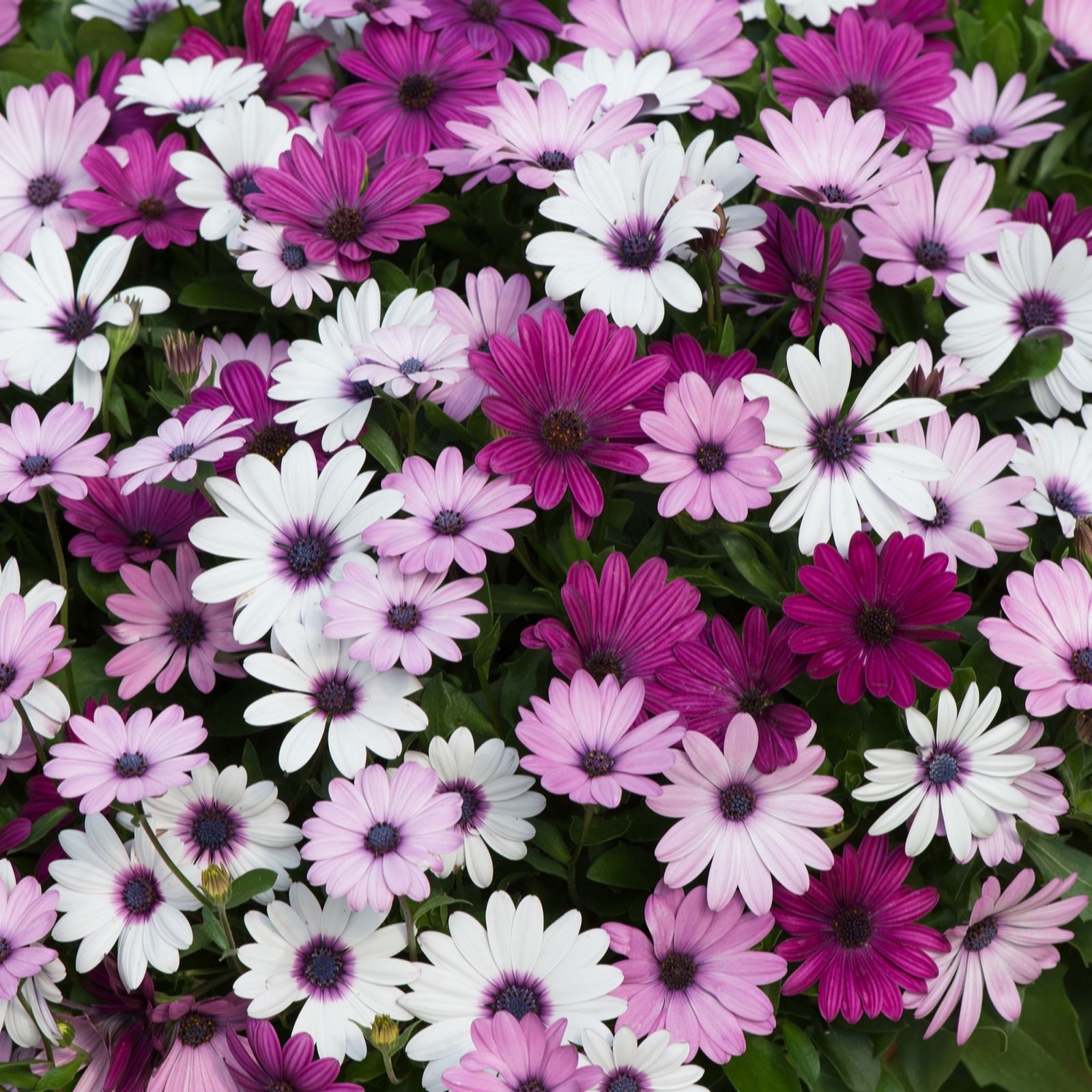 Plants 2 Gardens Cream Plants2gardens Osteo Akila Berries & 6 X 6Cm