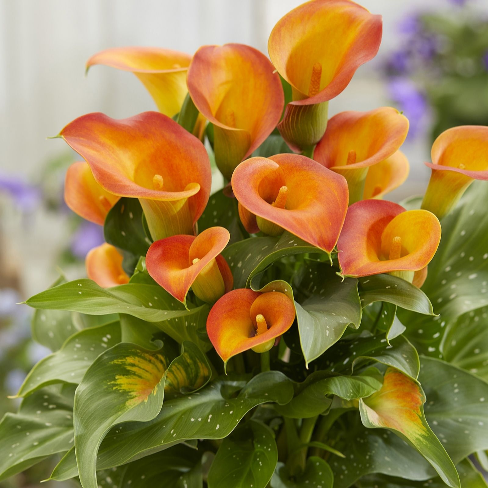 Plants 2 Gardens Red/Orange Plants2gardens Calla Lily Fire Collection 3 X Bulbs