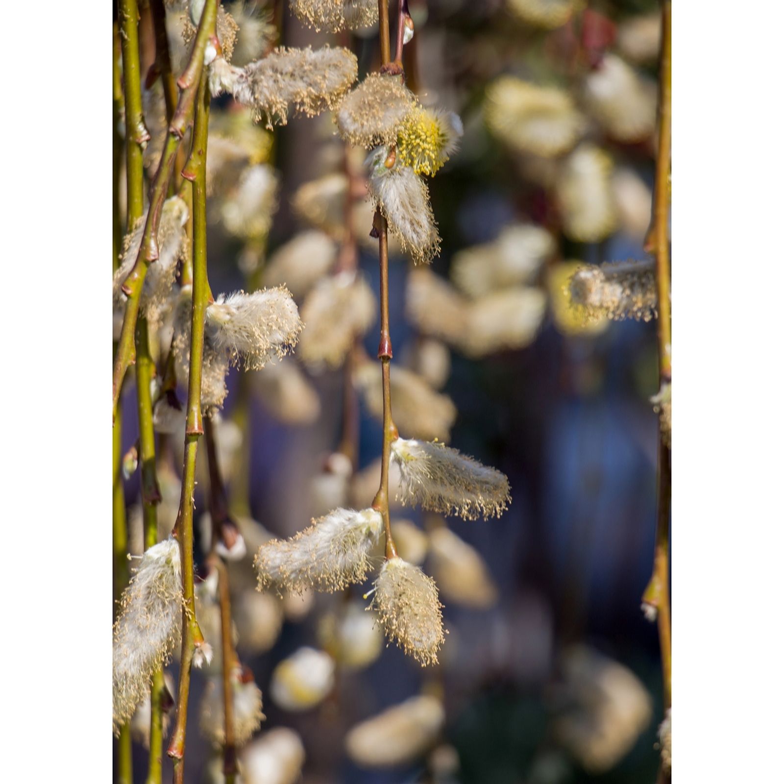 Plants 2 Gardens Brown/Golden/Grey Plants2gardens Salix Armando 3Ltr
