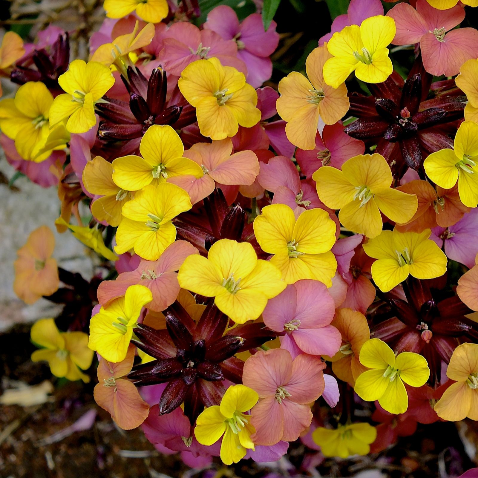 Hayloft Plants Lilac/Purple/Yellow Erysimum 3 X 9Cm Pots