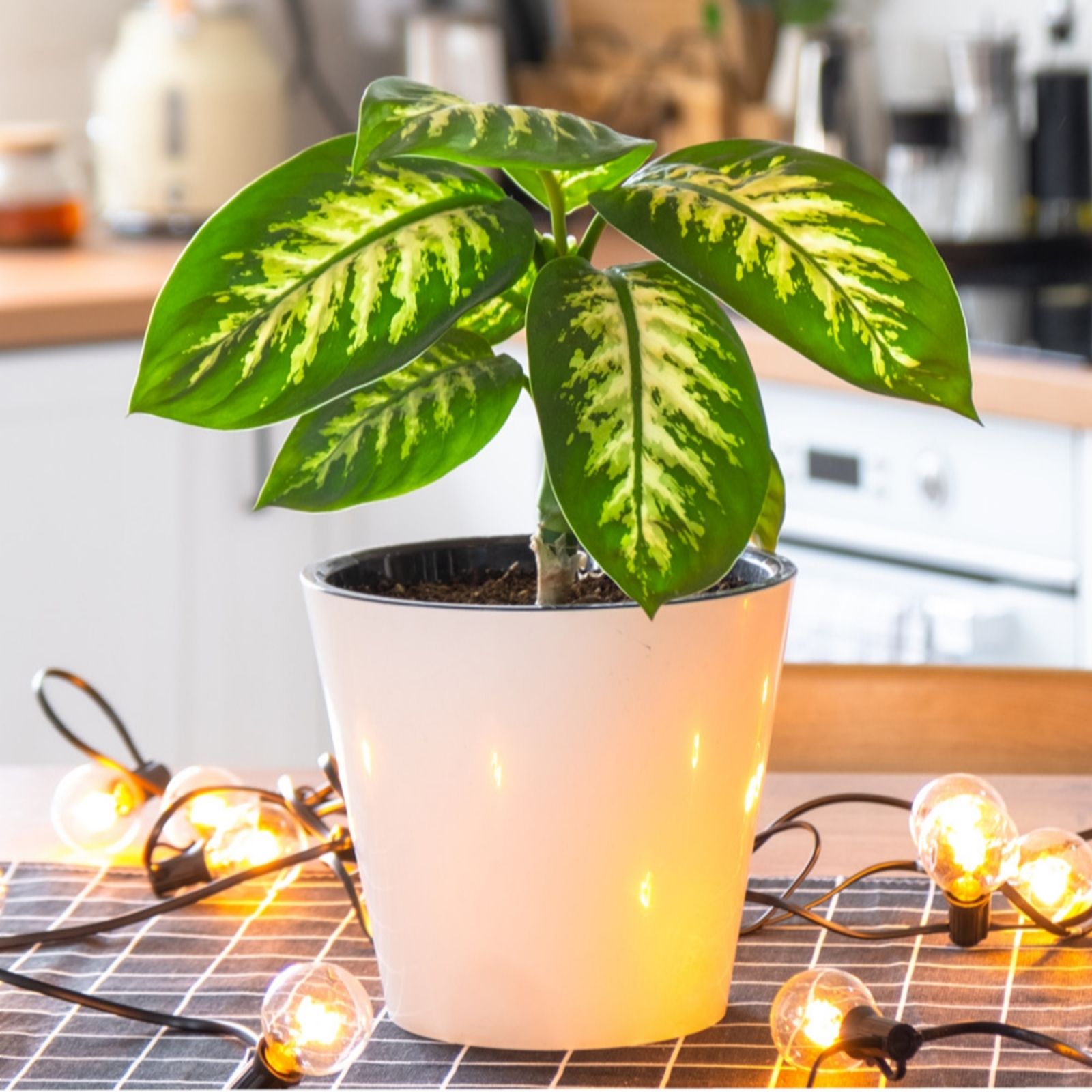 Yougarden Green/Light Dieffenbachia Dumb Cane 'Tropic Snow' In A 19Cm Pot