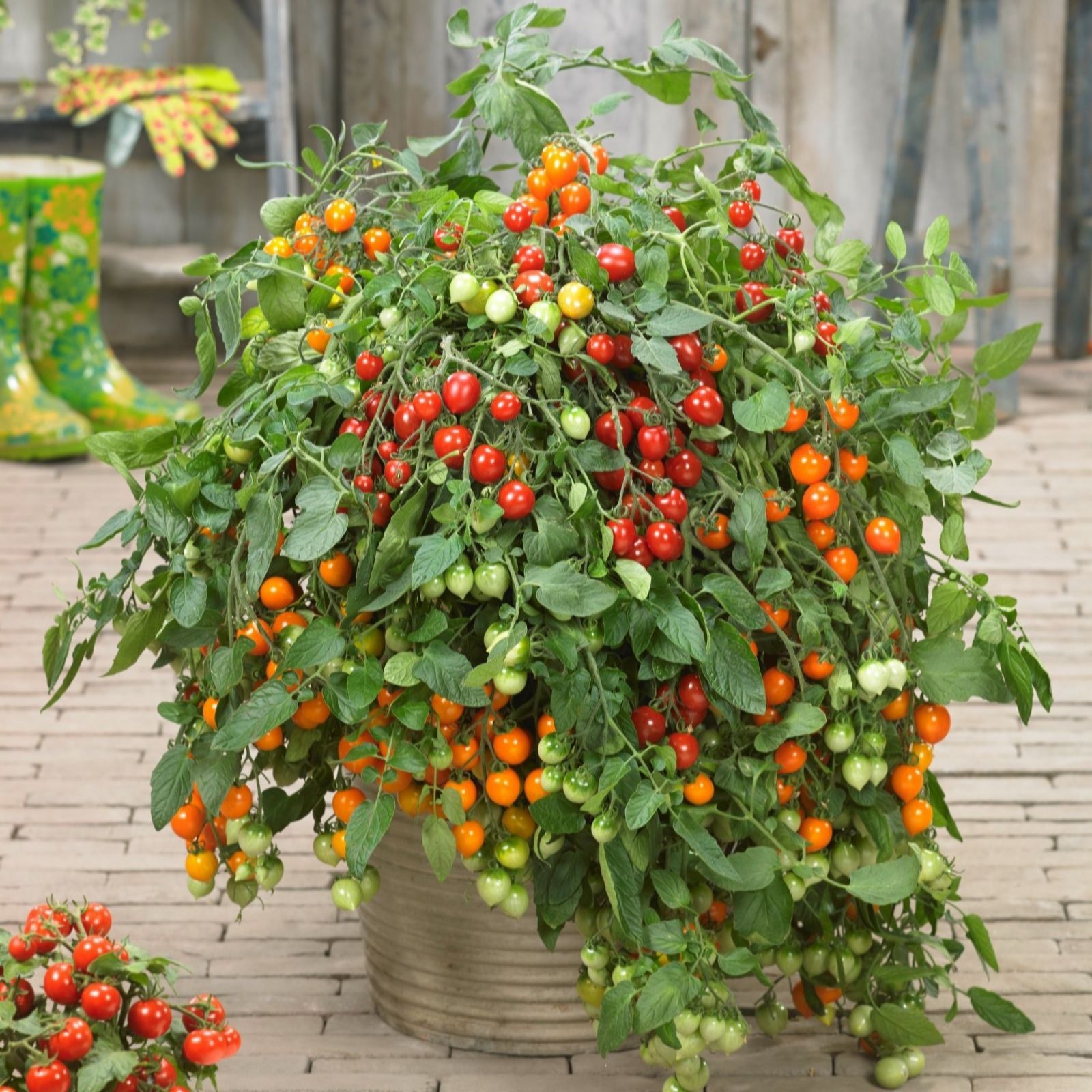 Thompson & Morgan Red/Orange Suttons Tomato Double Love 2 Litre Pot X 1