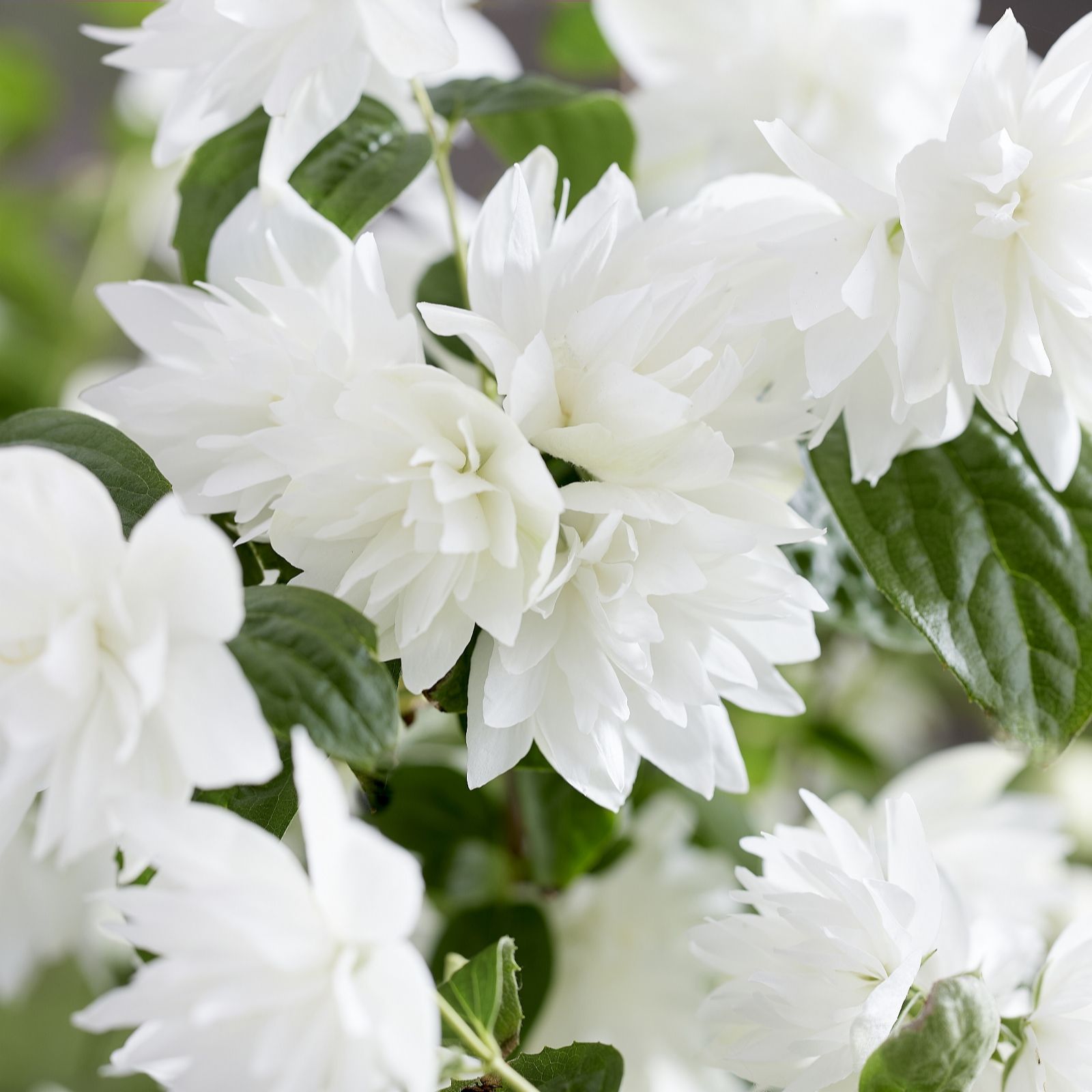 Plants 2 Gardens Plants2garden Philadelphus Pearls Of Perfume 4.5Ltr