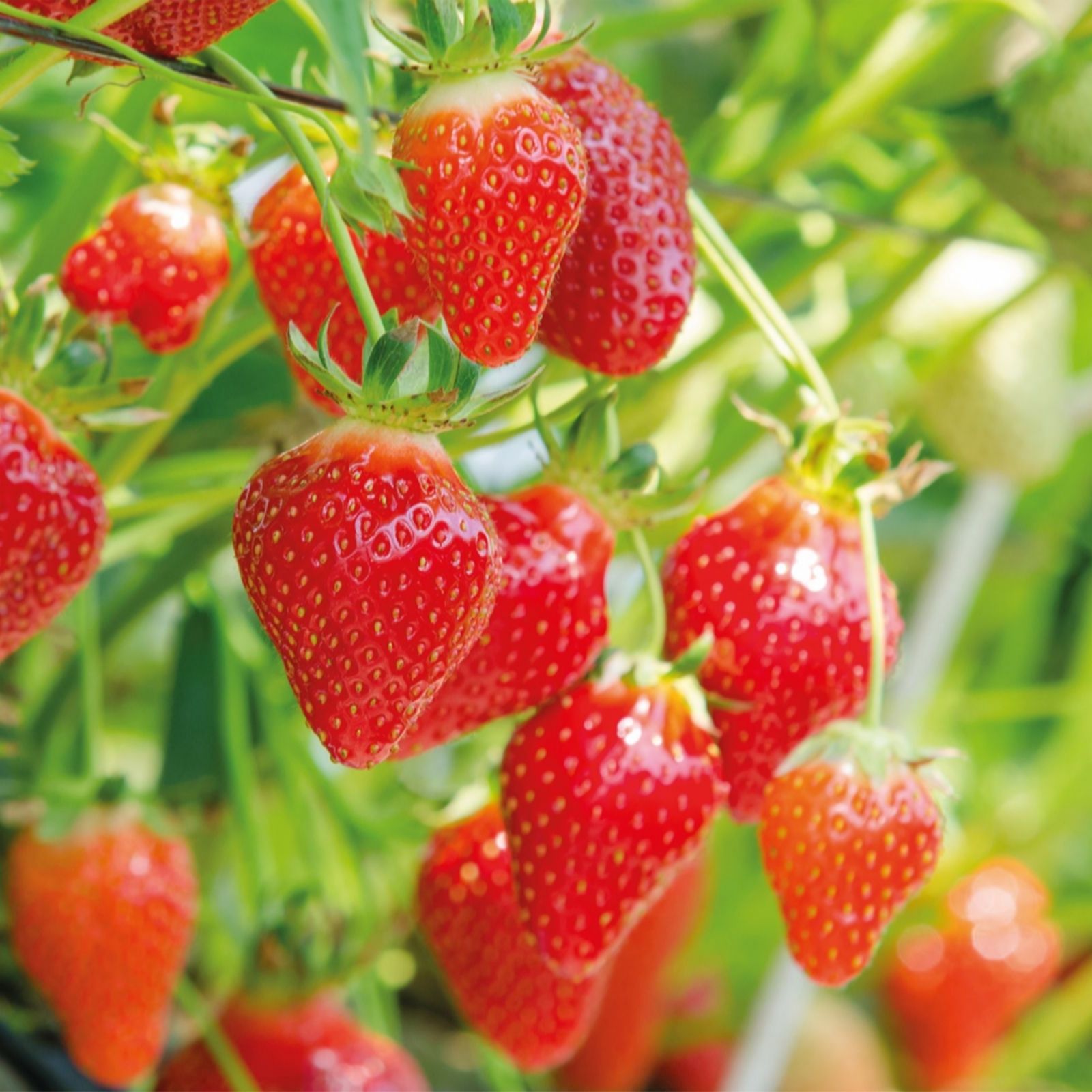 Strawberry All Summer Long Collection x9 Plants with Stackable Planter