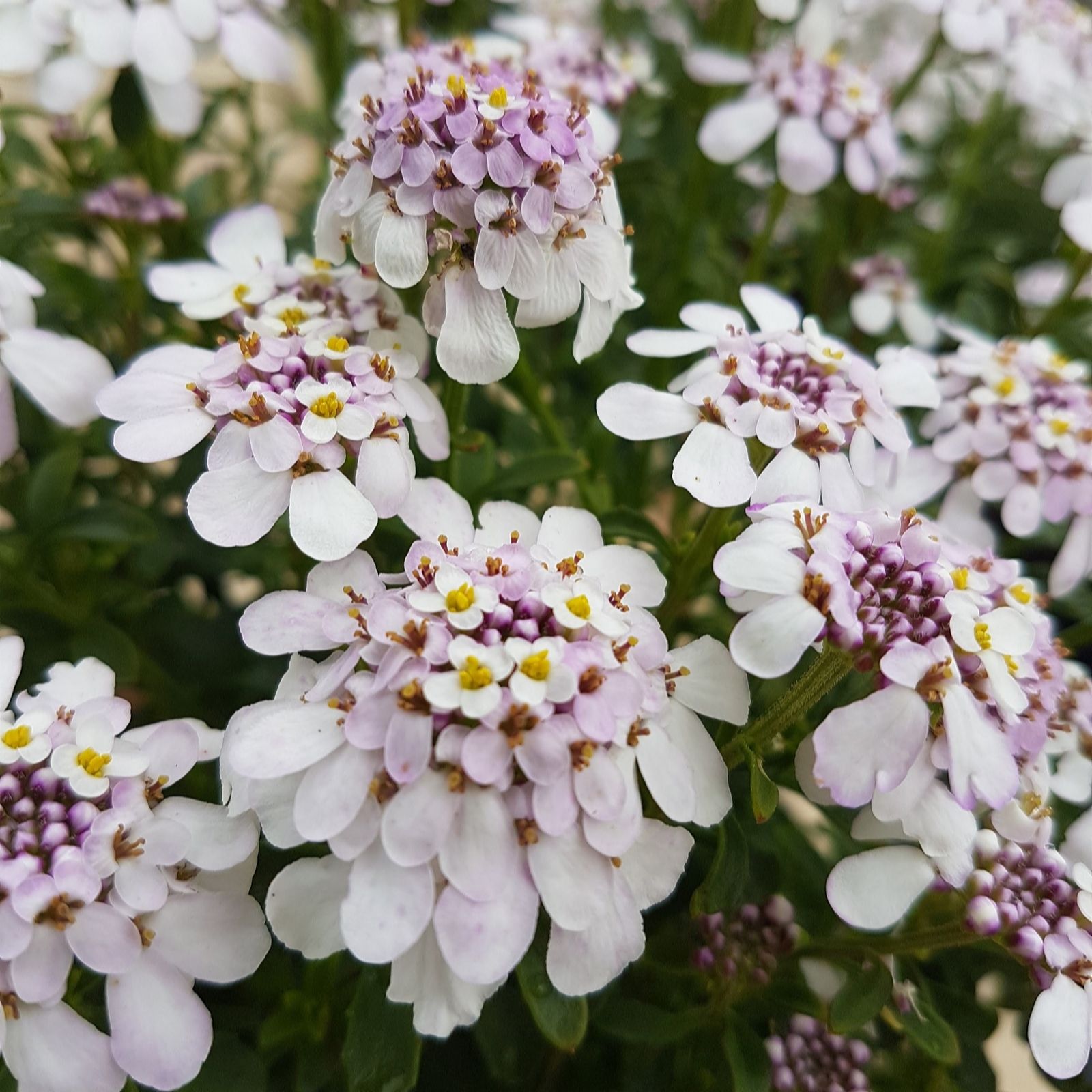 Plants 2 Gardens Pink Plants2gardens Iberis Ice 2 Litre Pot