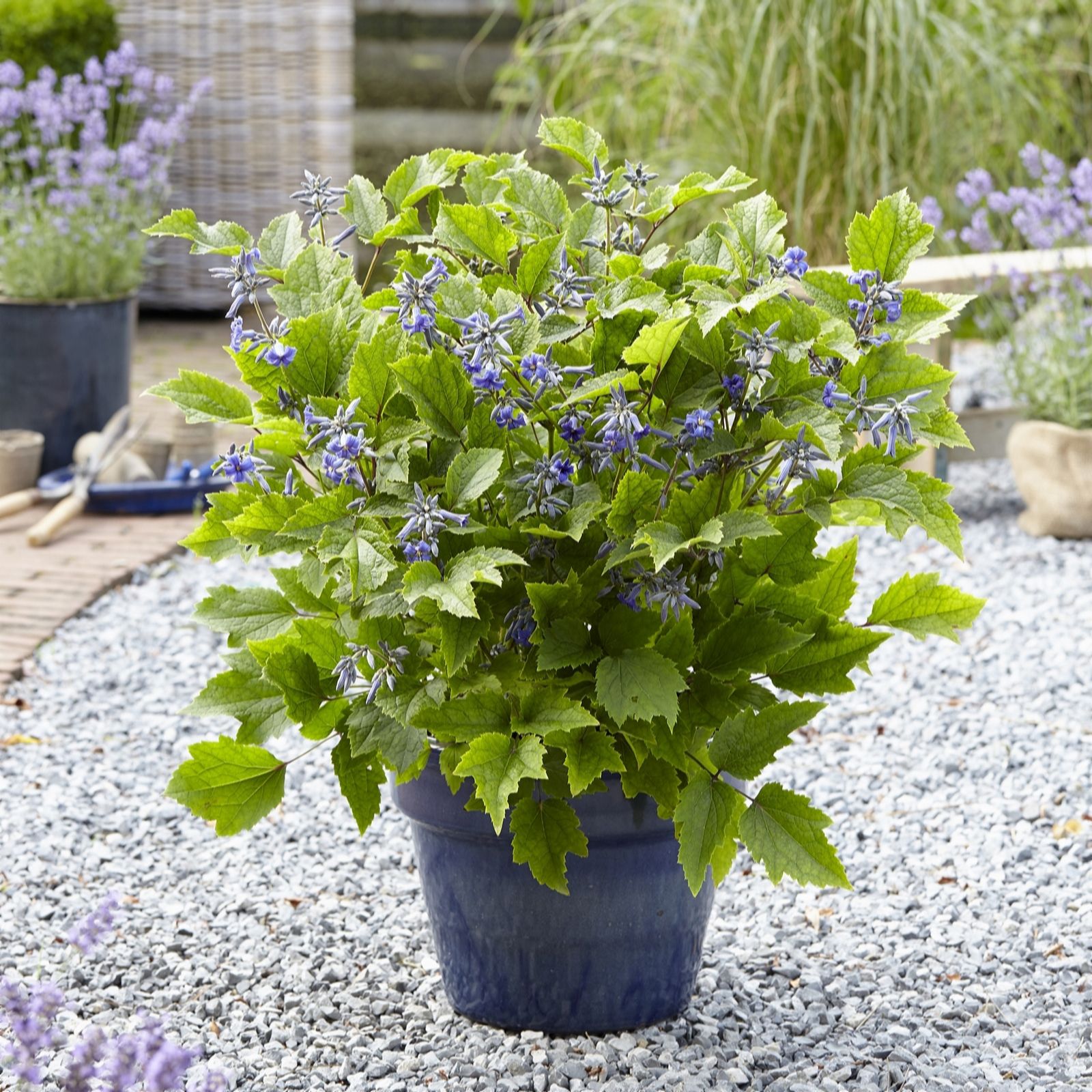 Plants 2 Gardens Green/Blue Plants2gardens Clematis New Love In 2 Litre Pot
