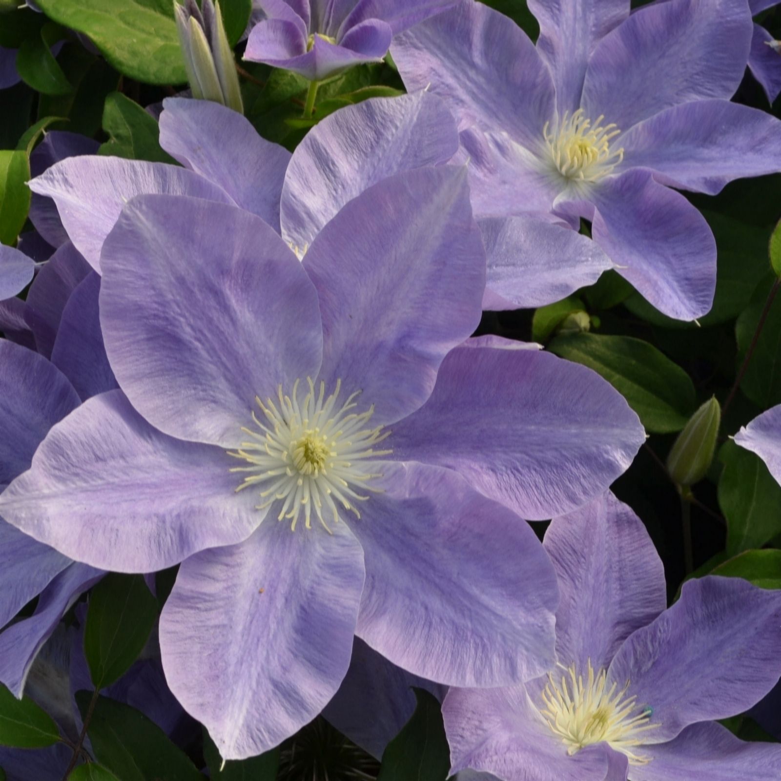 Richard Jackson Sky Blue Clematis Diana's Delight 1X 3 Litre Pot